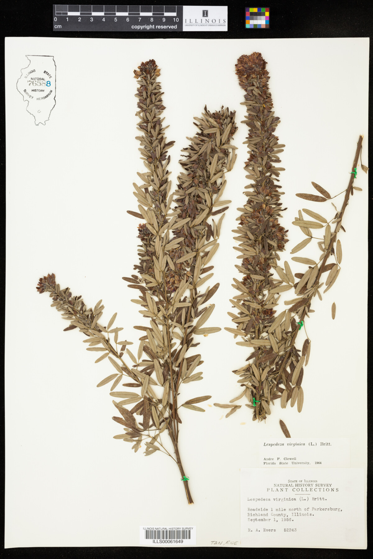 Lespedeza virginica image