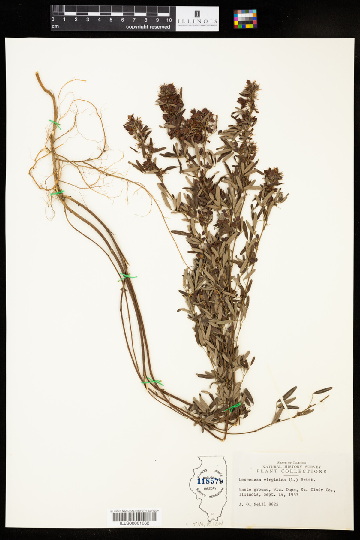 Lespedeza virginica image