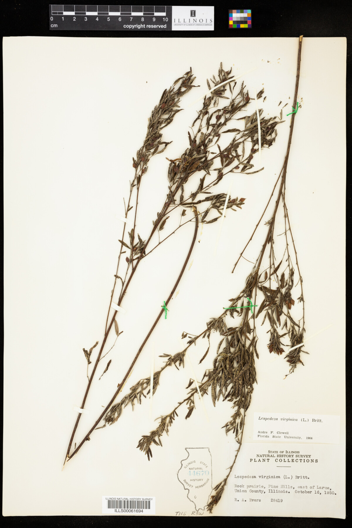 Lespedeza virginica image