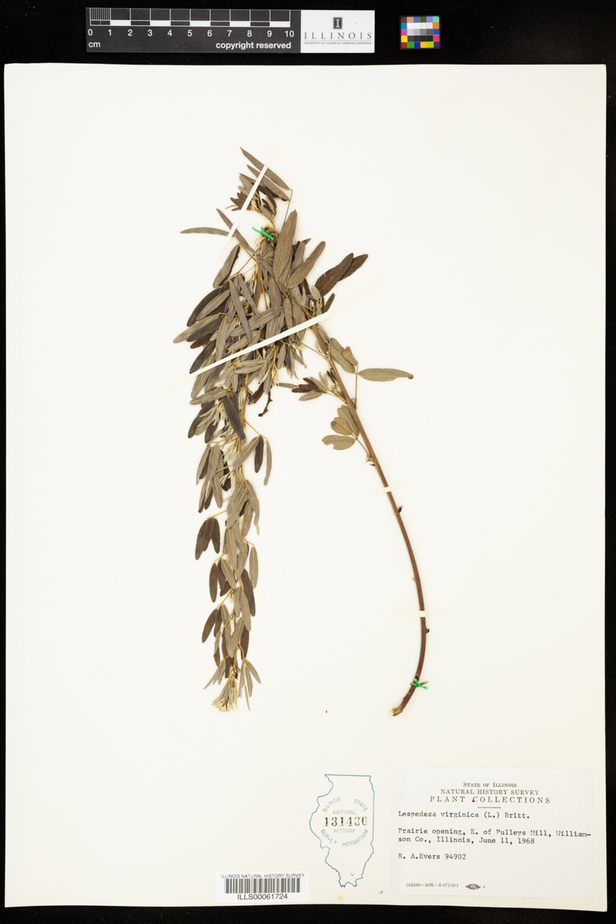 Lespedeza virginica image