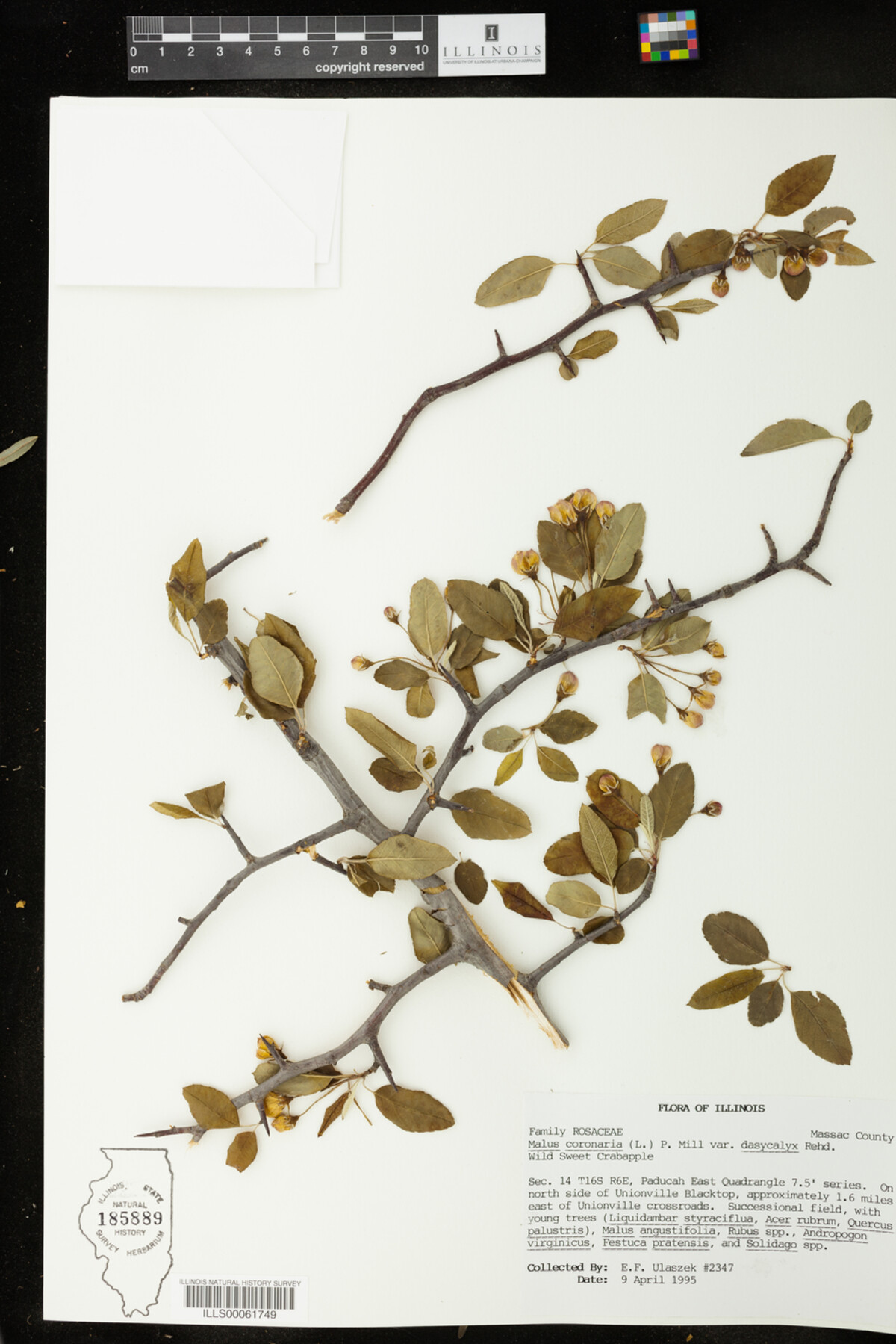 Malus coronaria image