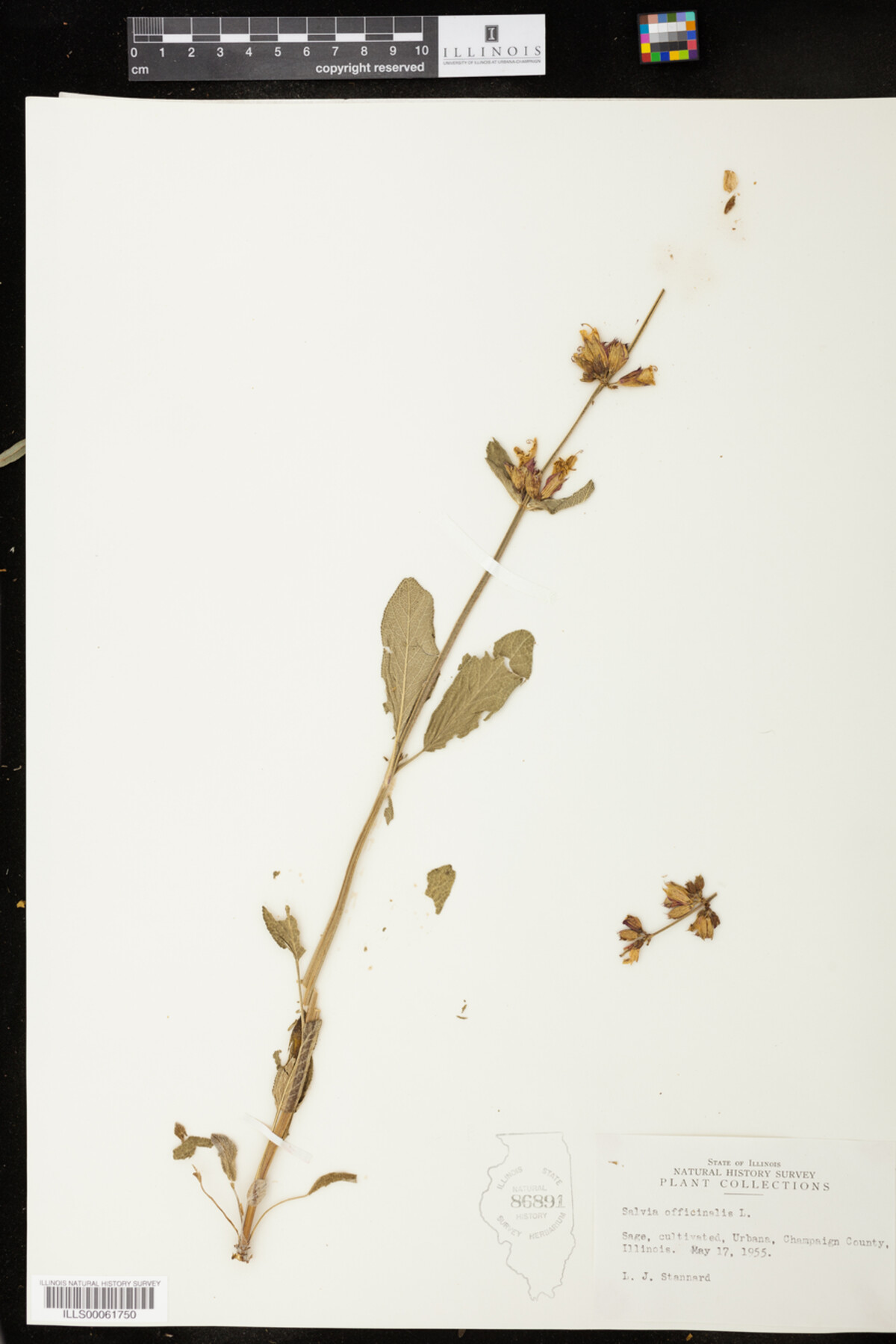 Salvia officinalis image