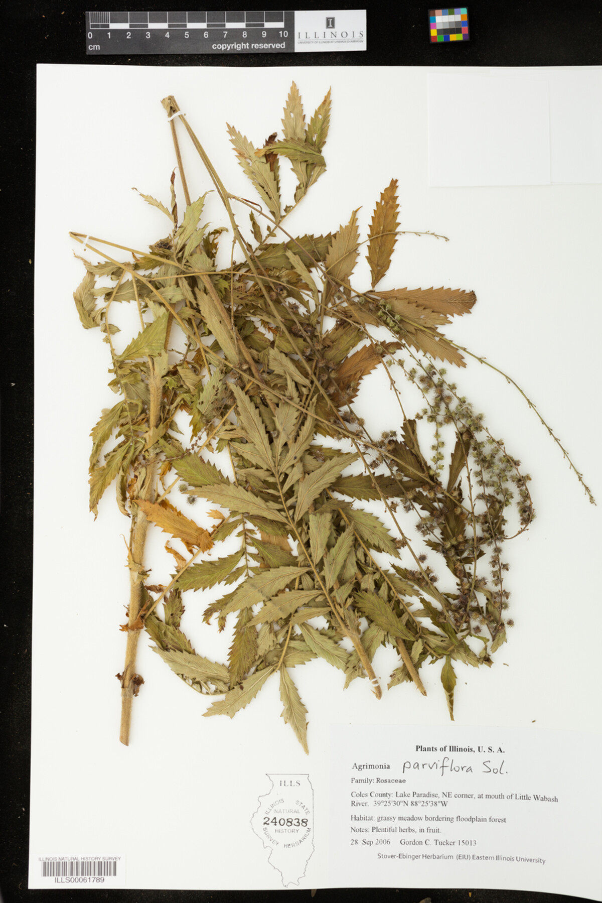 Agrimonia parviflora image