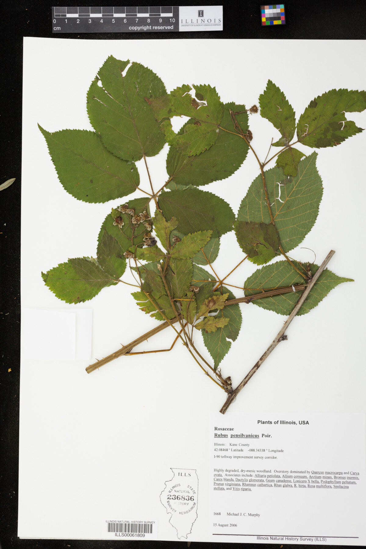 Rubus pensilvanicus image