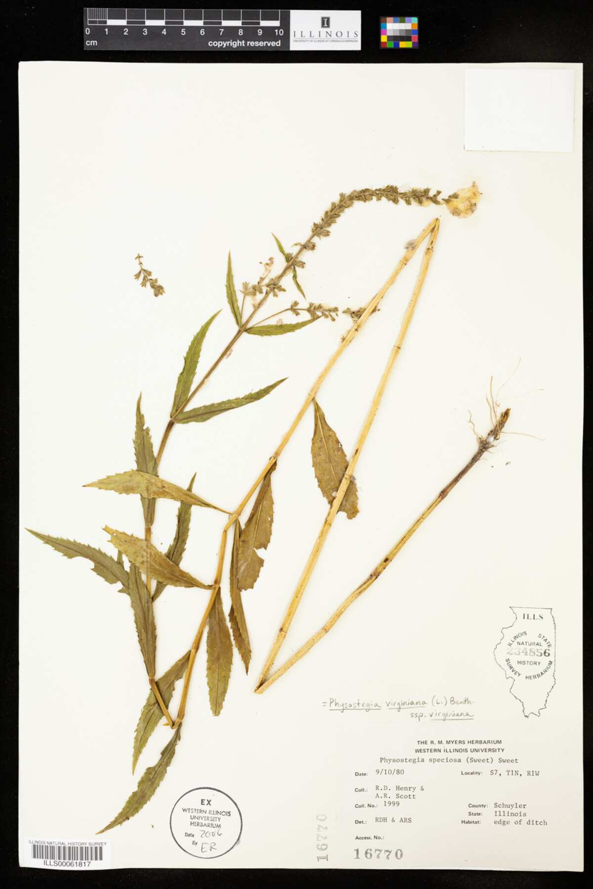 Physostegia virginiana ssp. virginiana image
