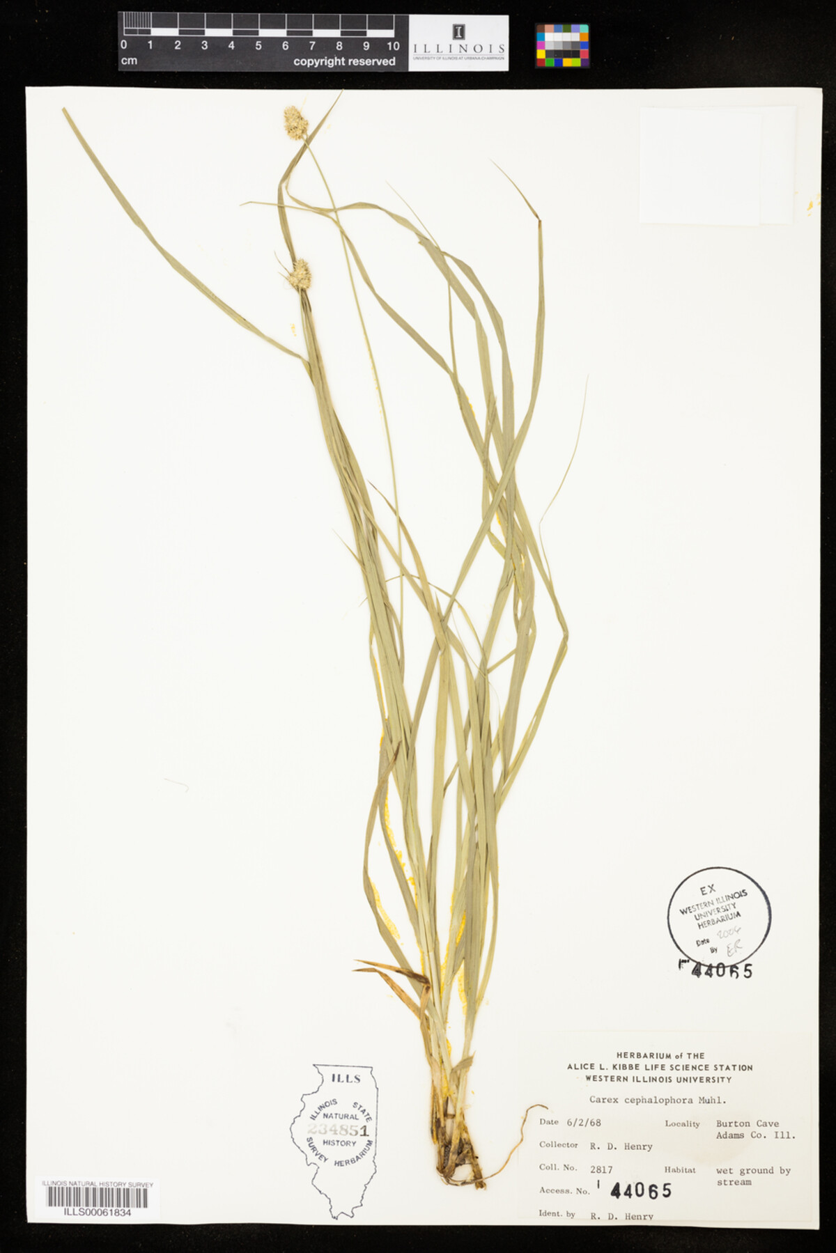 Carex cephalophora image