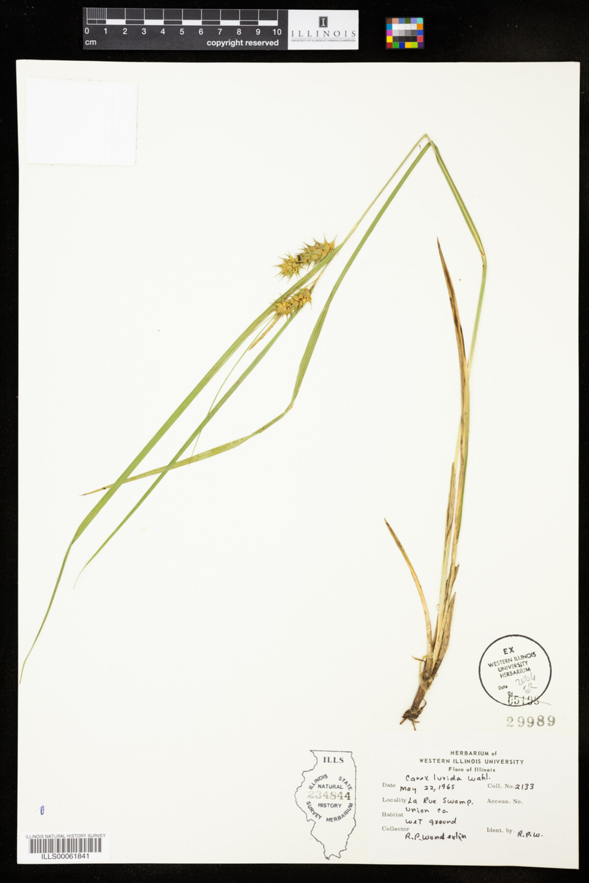 Carex lurida image