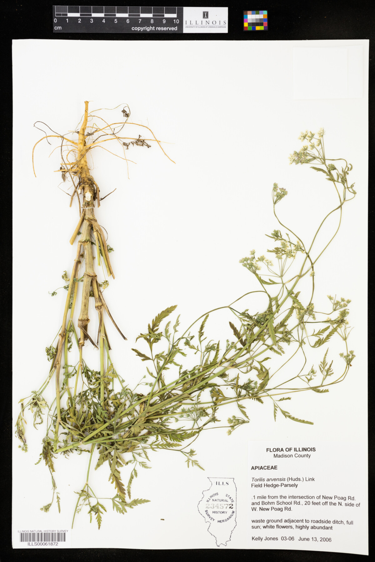 Torilis image
