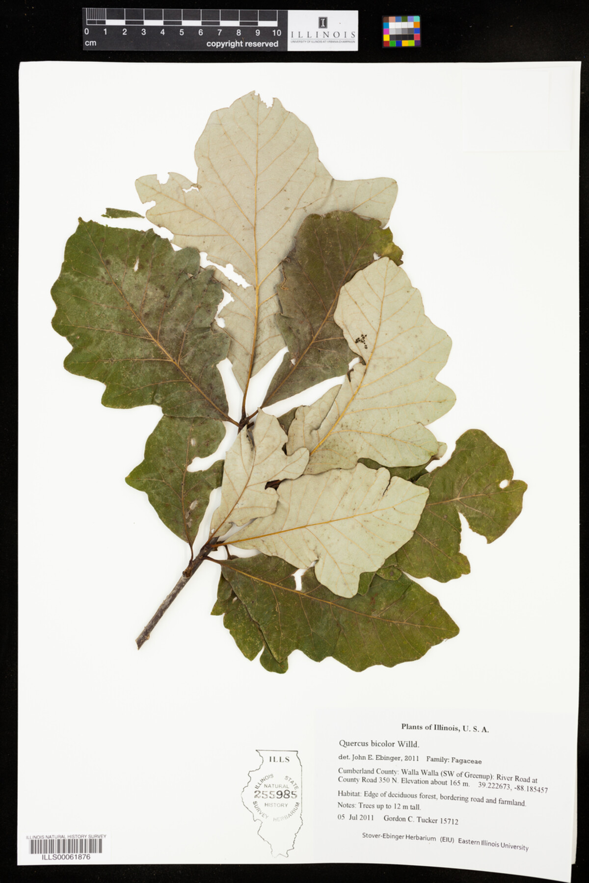 Quercus bicolor image