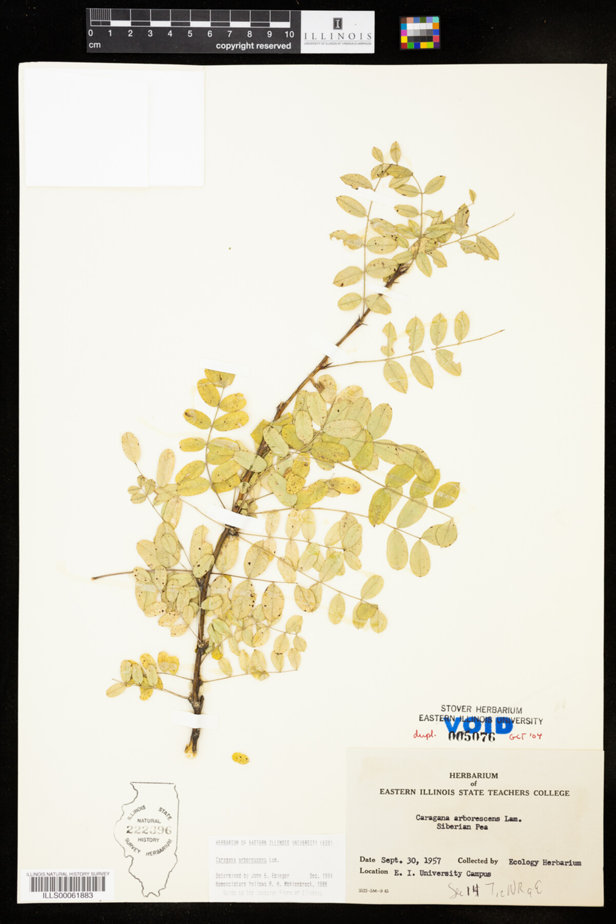 Caragana arborescens image