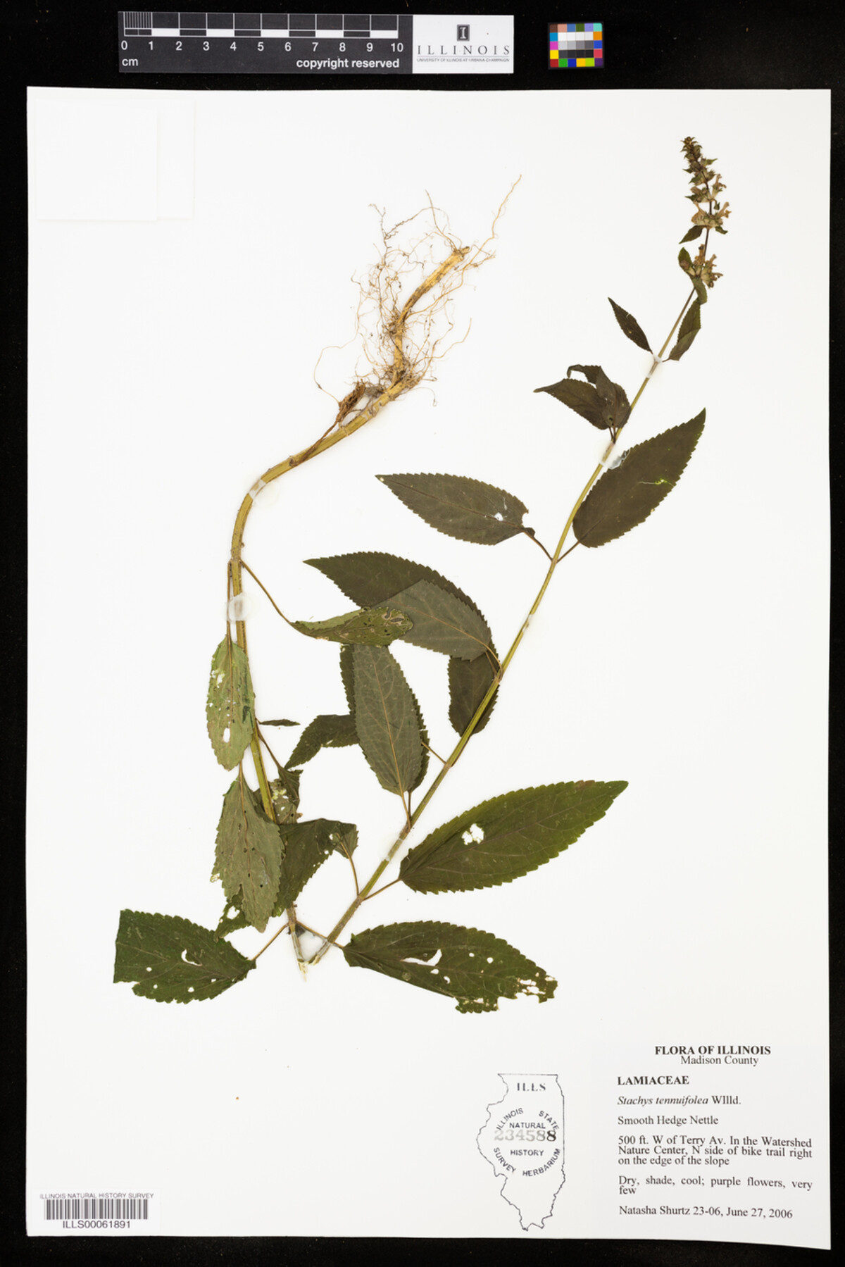 Stachys tenuifolia image