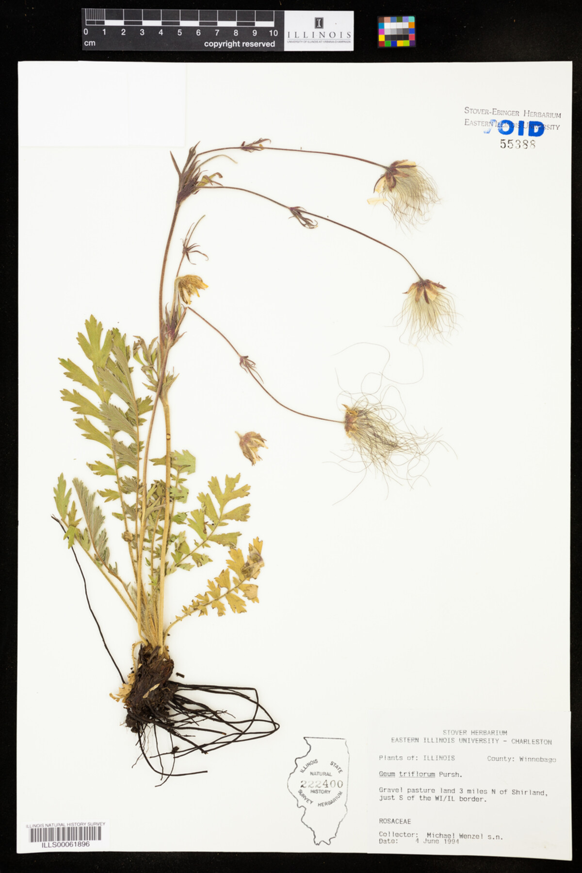 Geum triflorum image