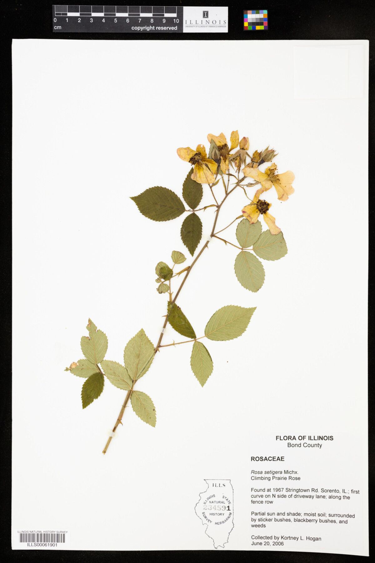 Rosa setigera image