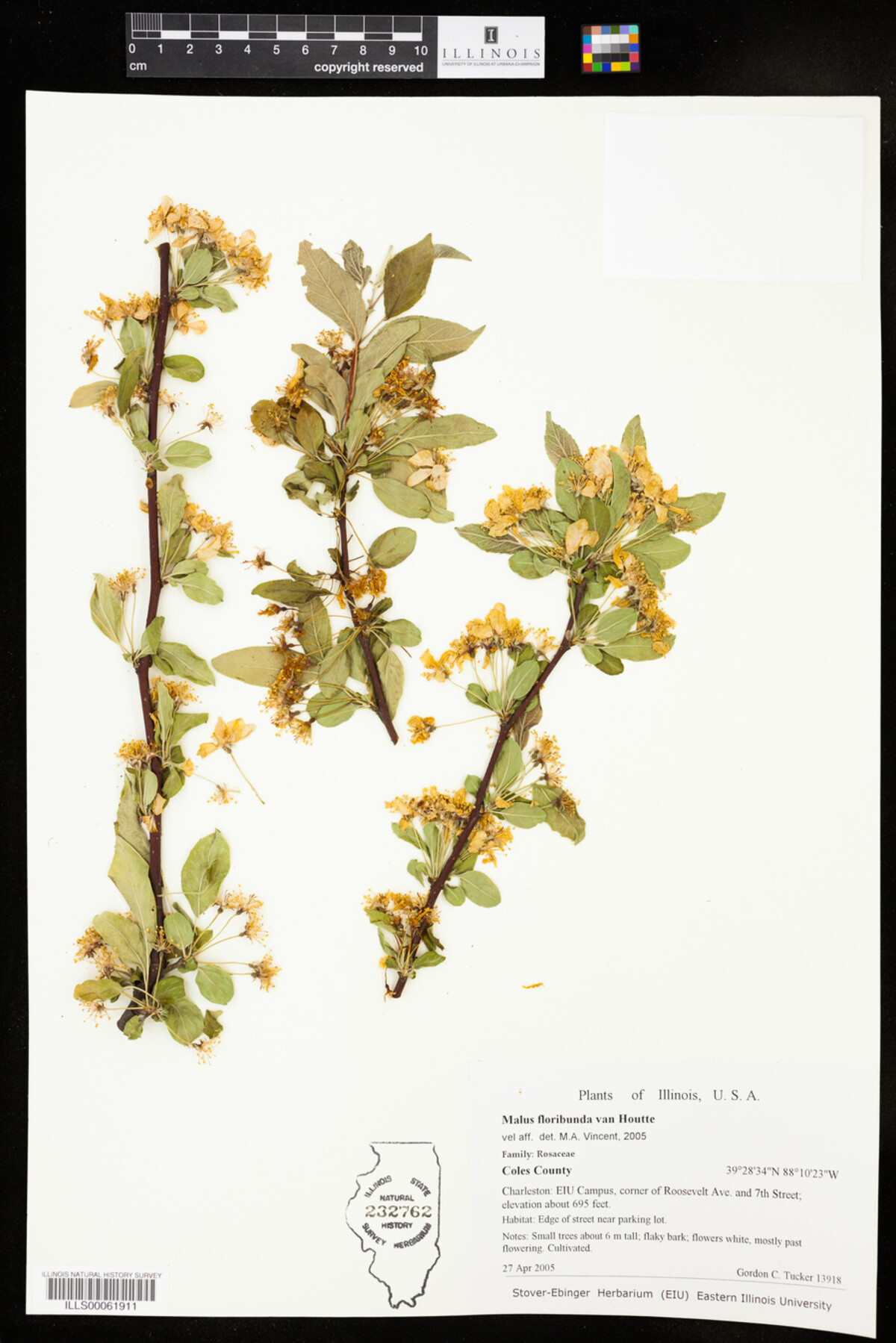 Malus floribunda image