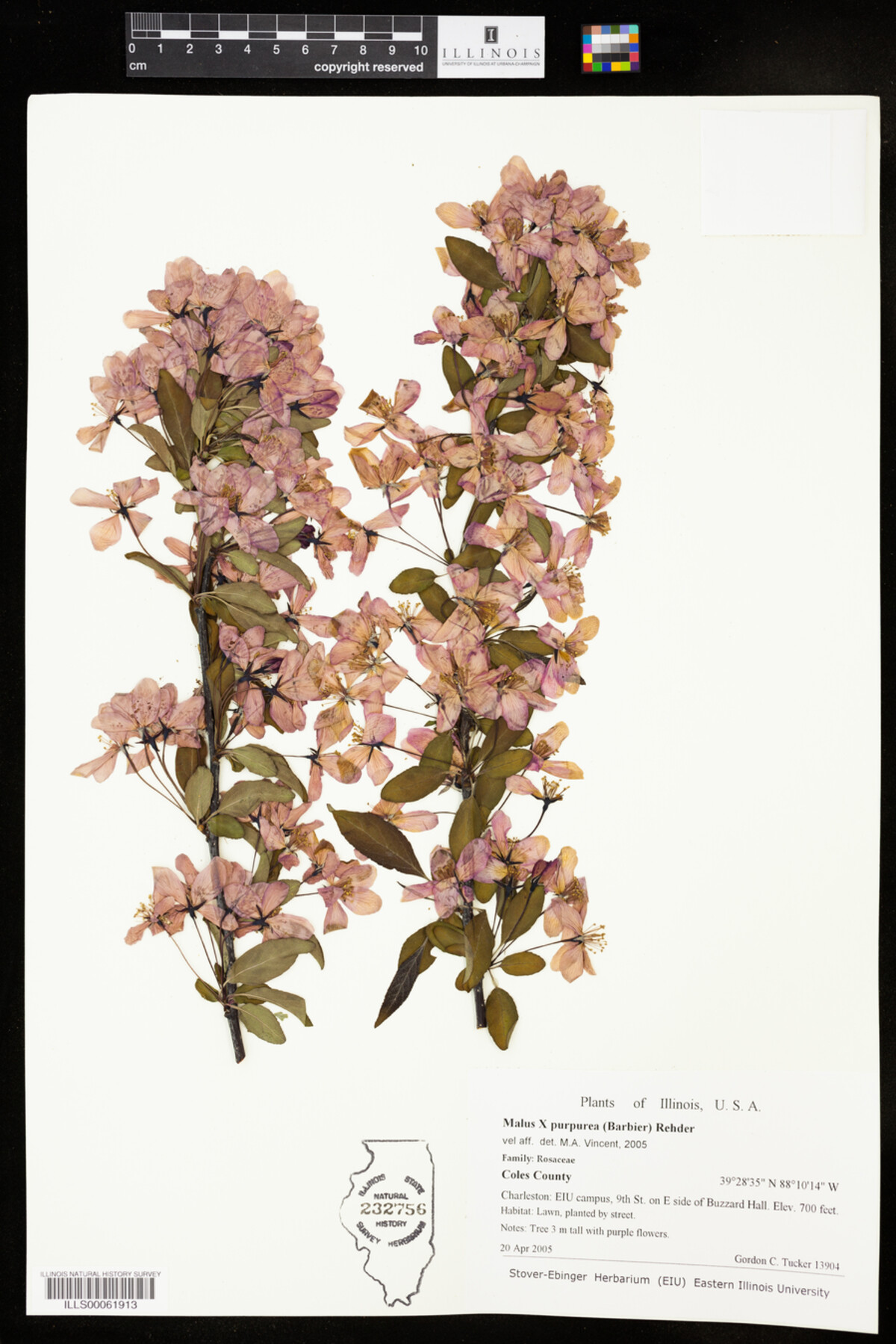 Malus X purpurea image