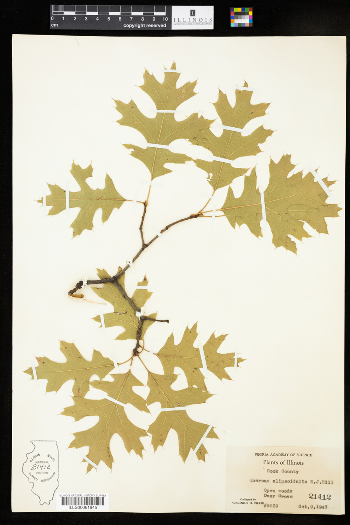 Quercus ellipsoidalis image