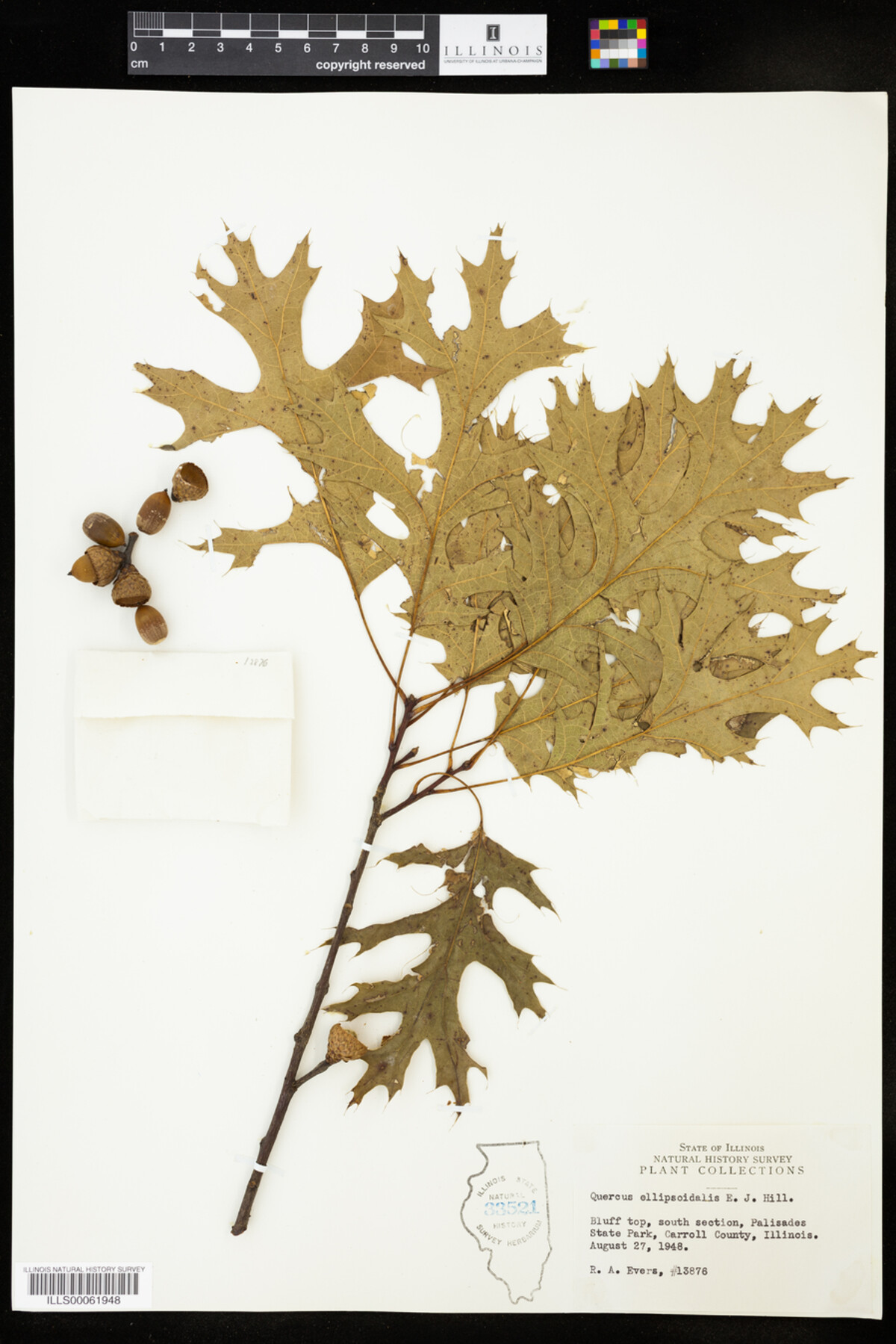 Quercus ellipsoidalis image