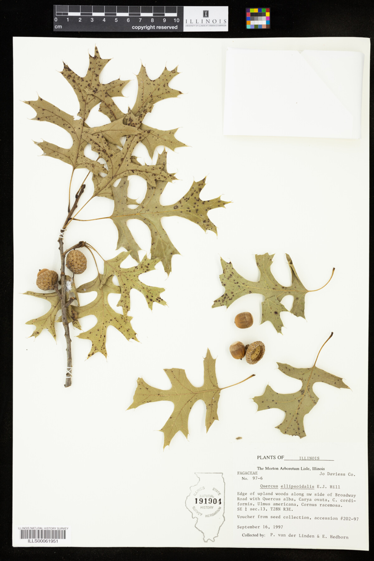 Quercus ellipsoidalis image
