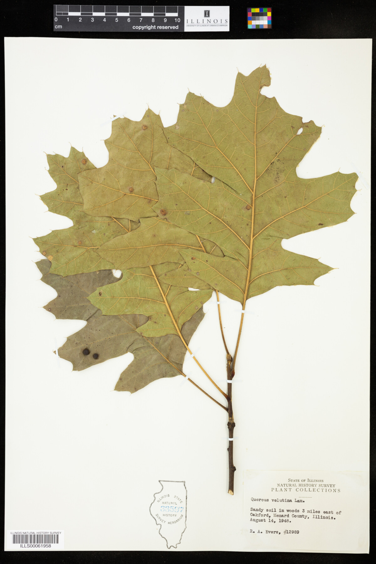 Quercus velutina image