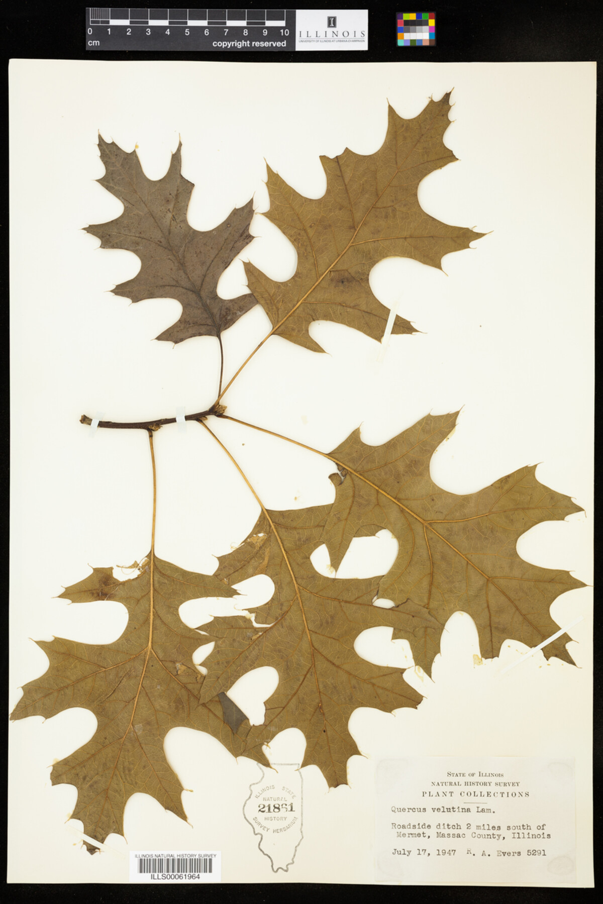 Quercus velutina image