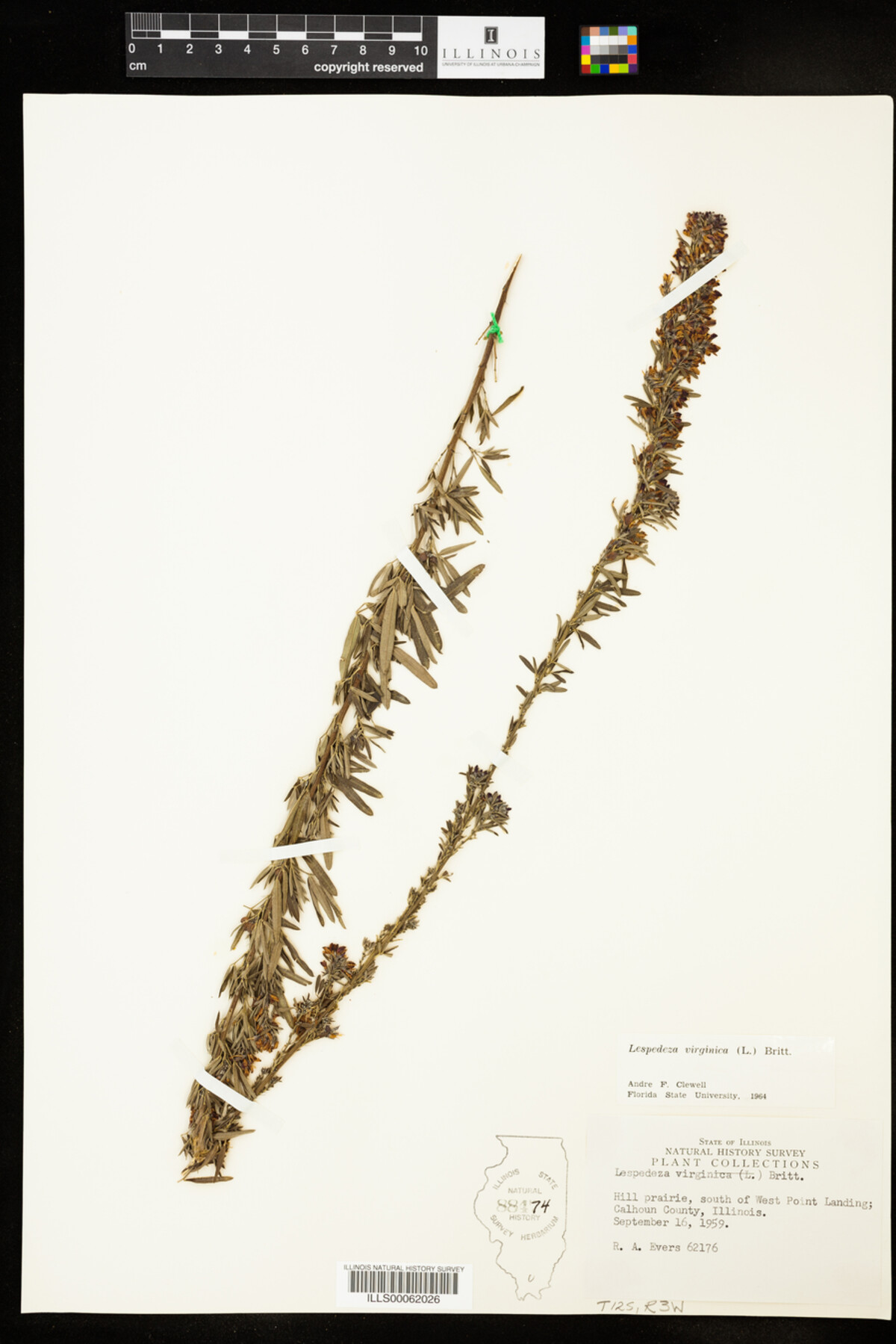 Lespedeza virginica image