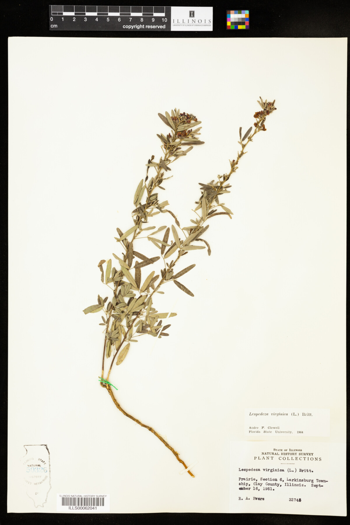 Lespedeza virginica image