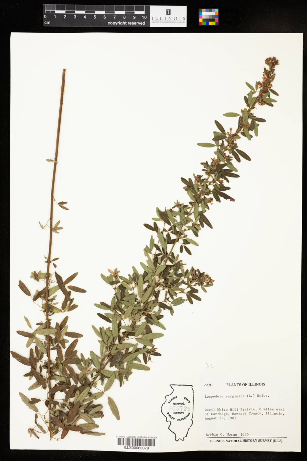 Lespedeza virginica image