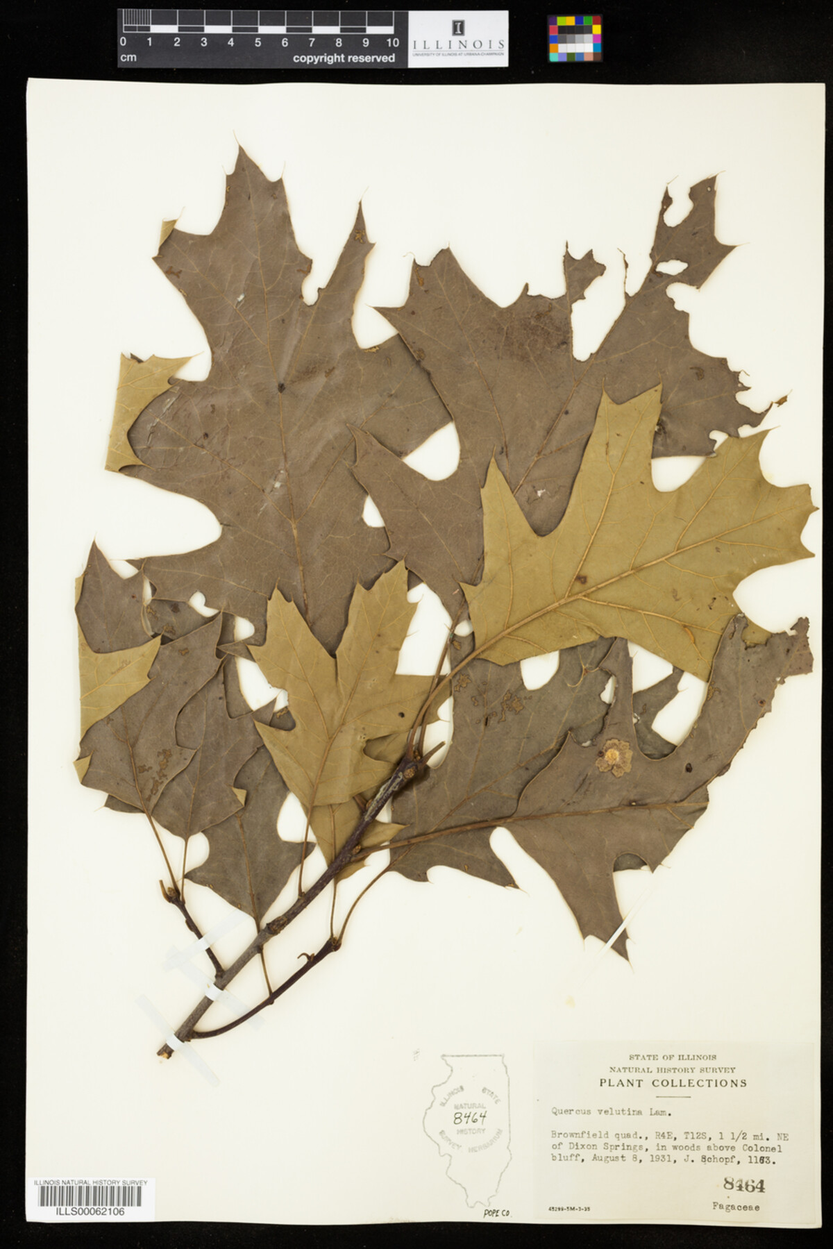 Quercus velutina image