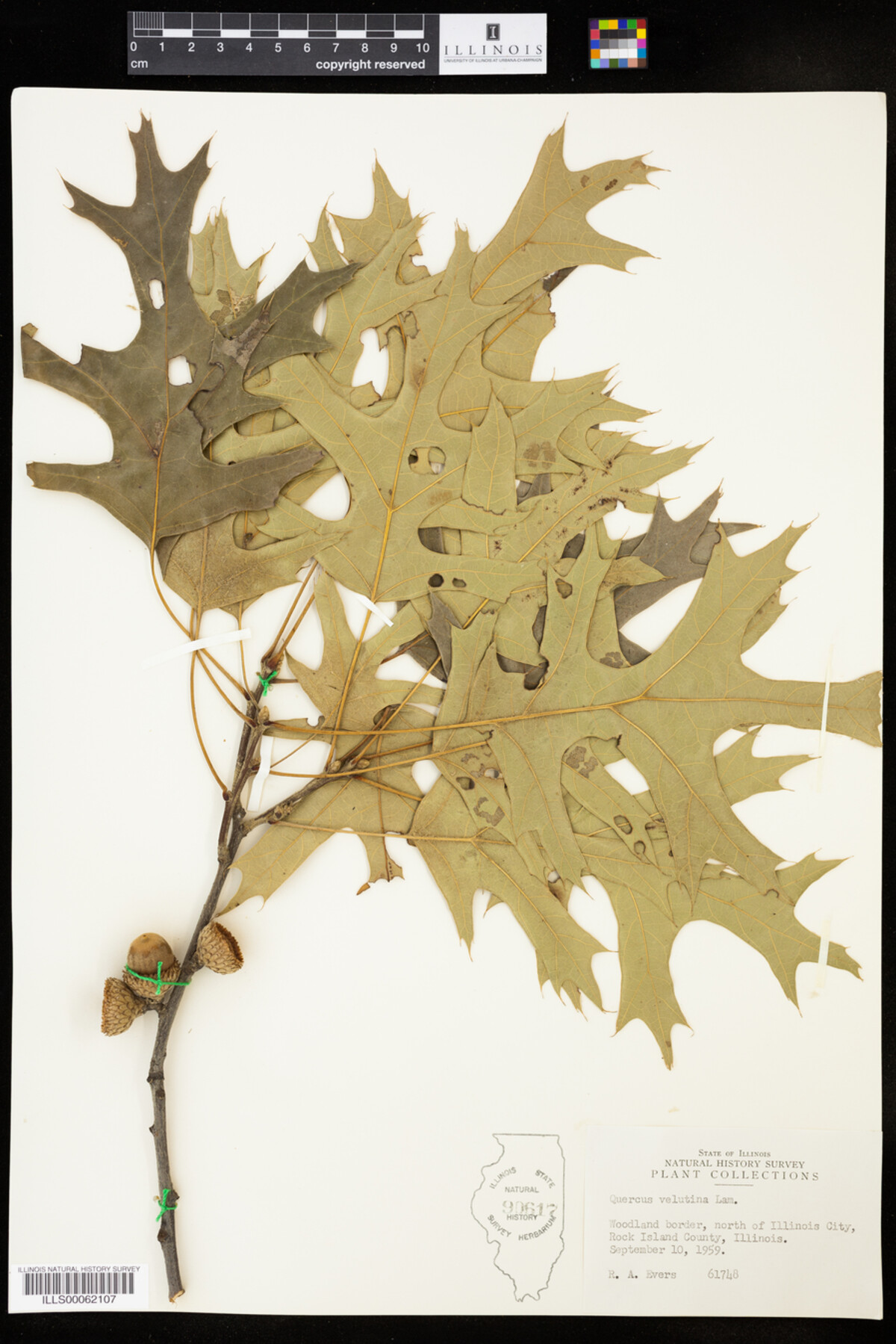 Quercus velutina image