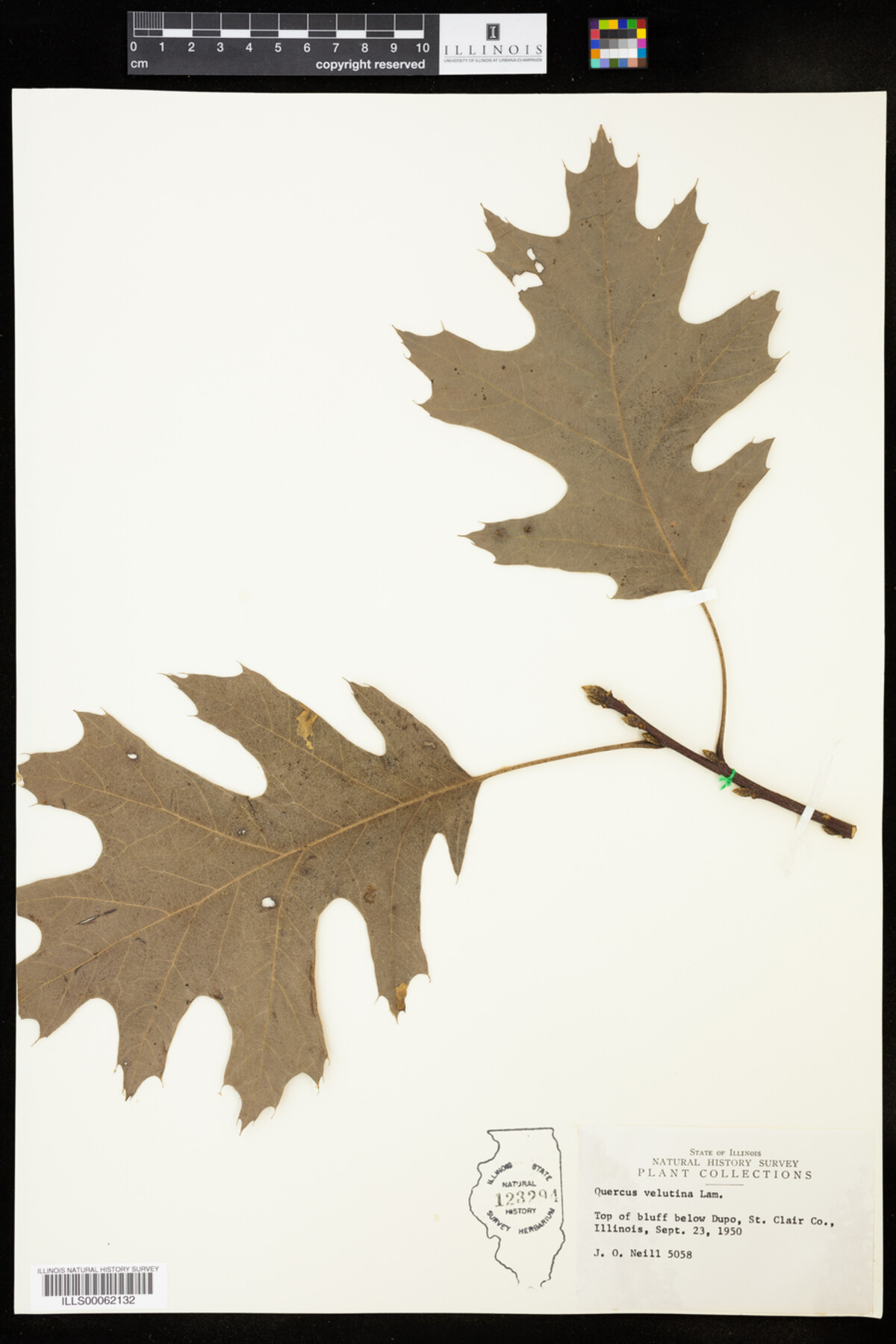 Quercus velutina image