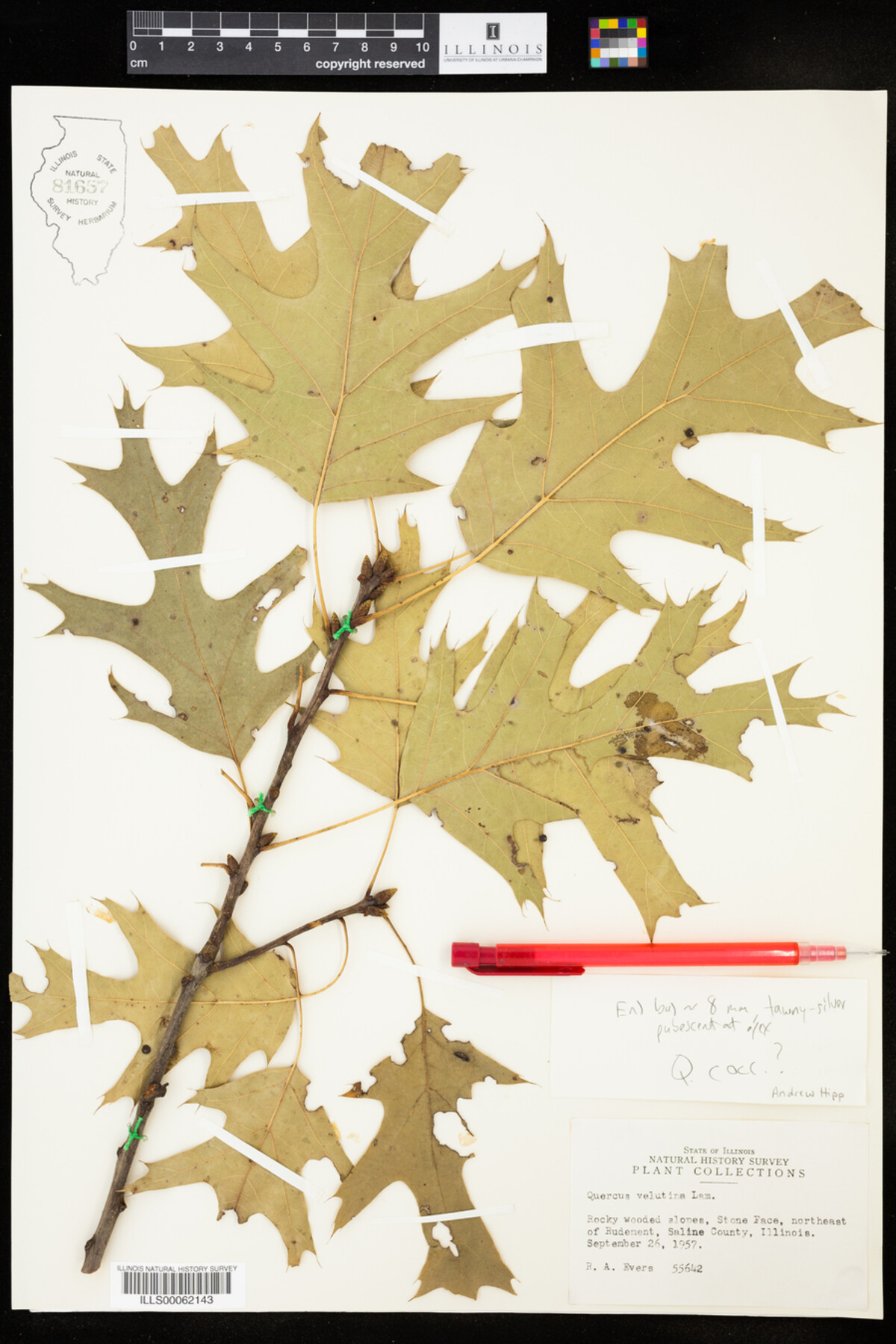 Quercus rubra image