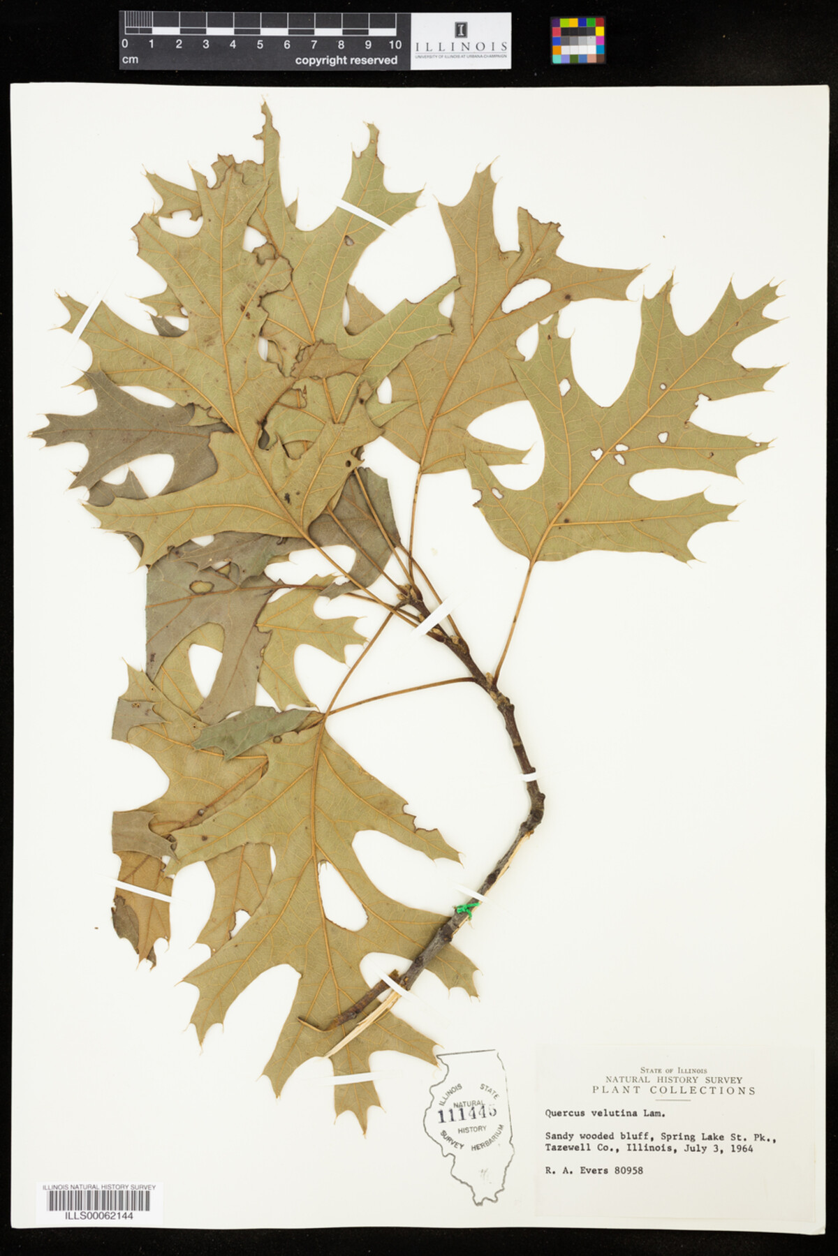 Quercus velutina image