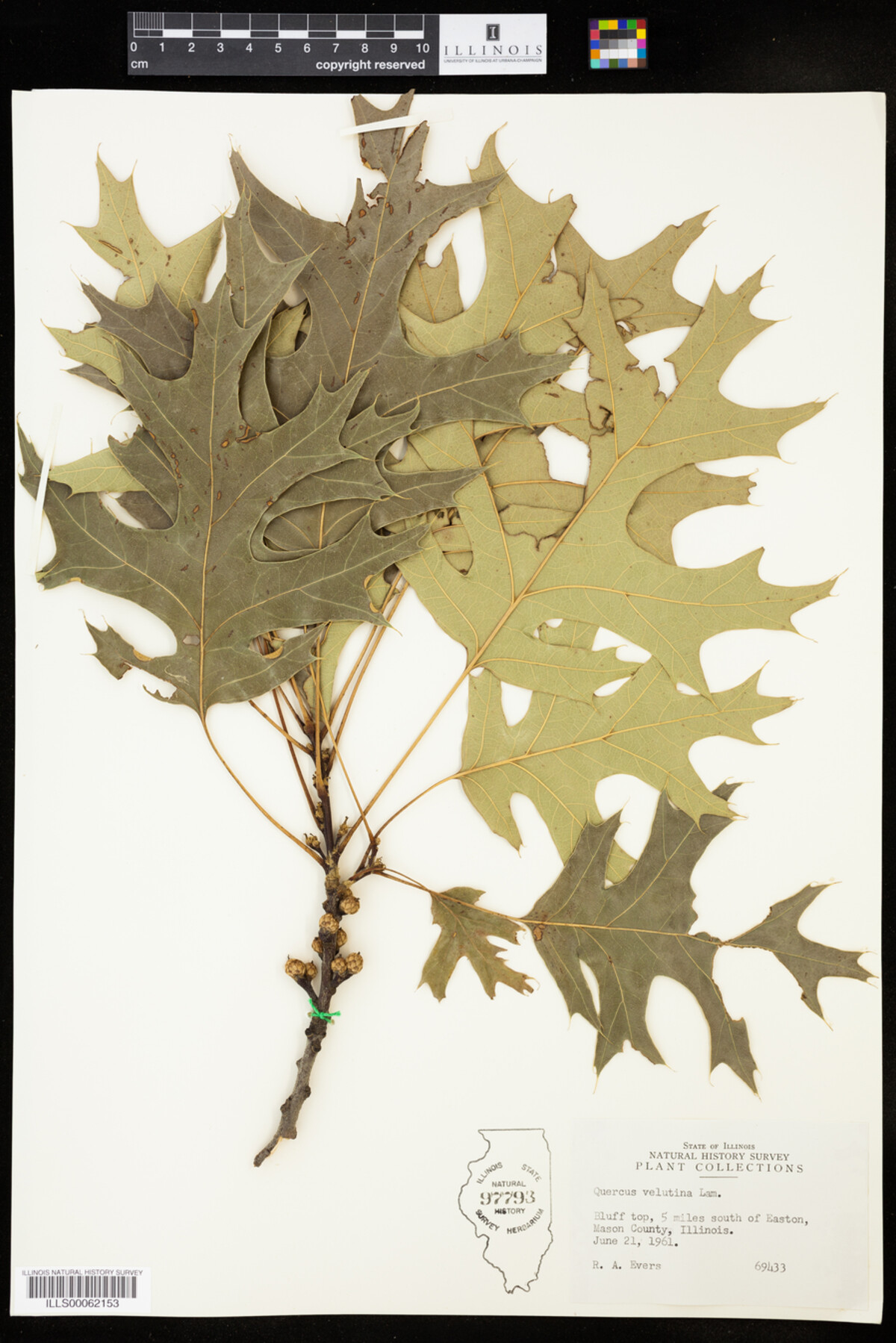 Quercus velutina image