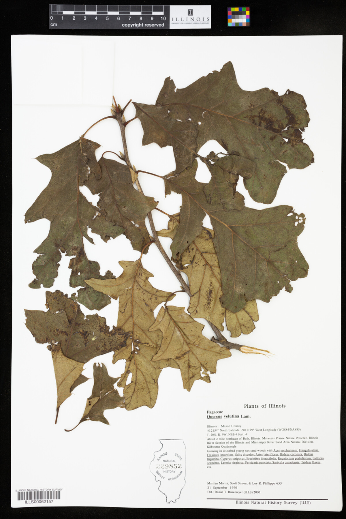 Quercus velutina image