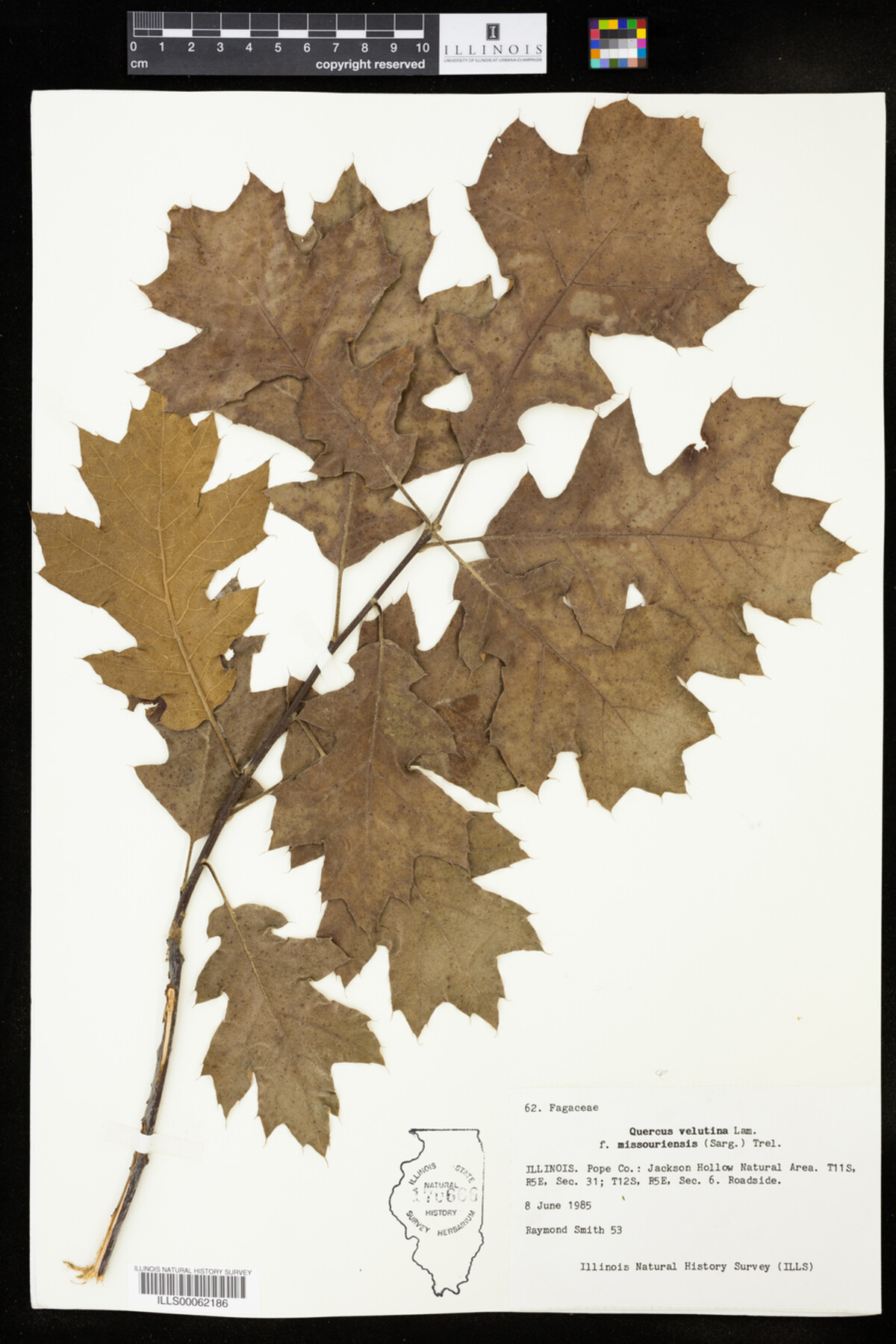 Quercus velutina f. missouriensis image