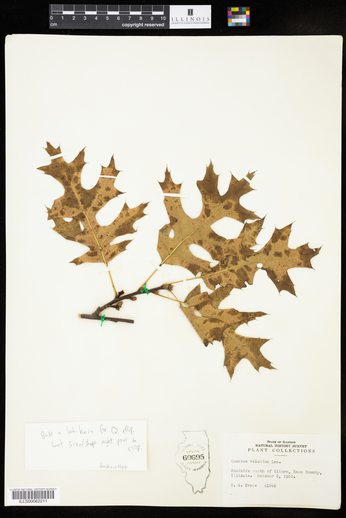 Quercus X palaeolithicola image