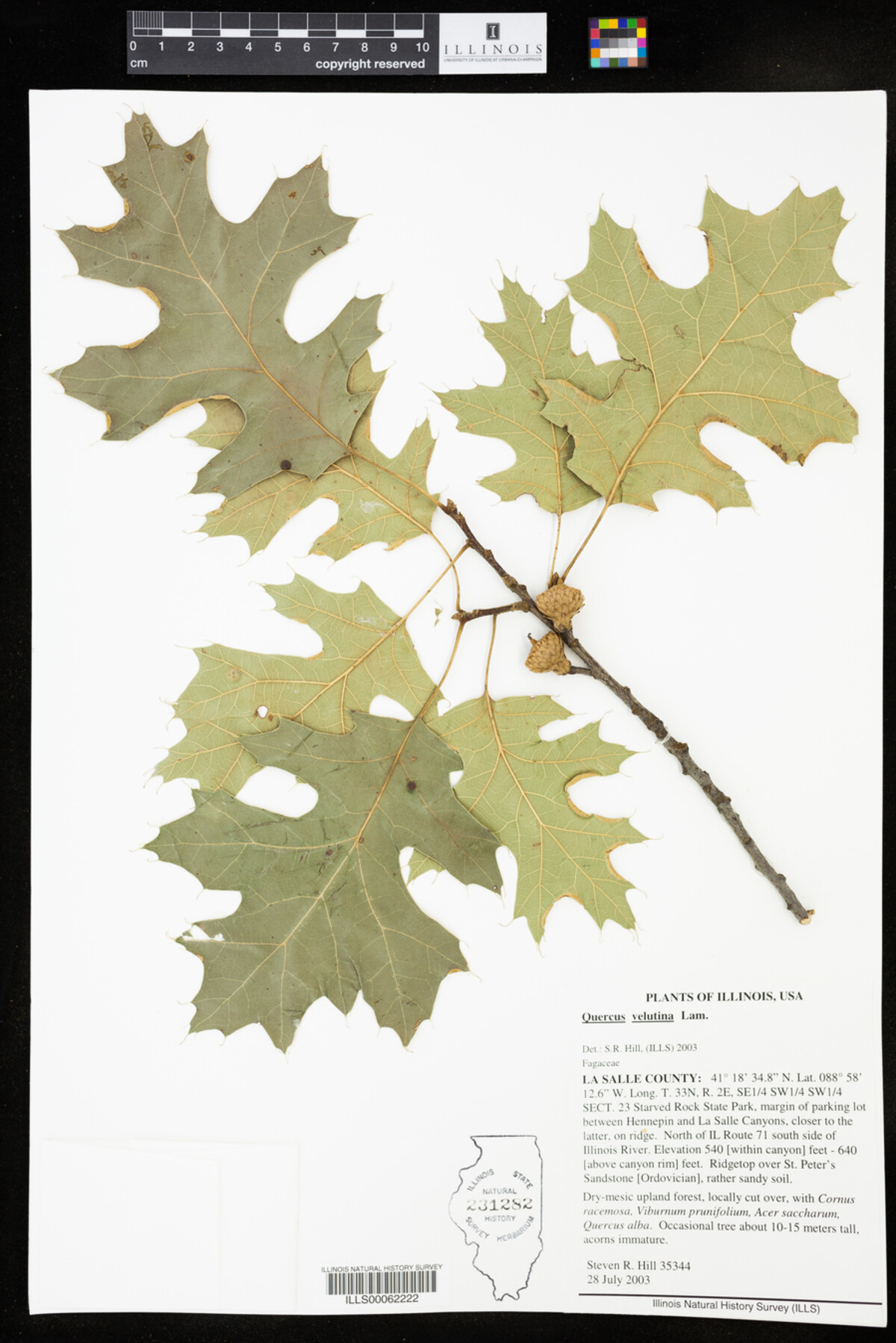Quercus velutina image