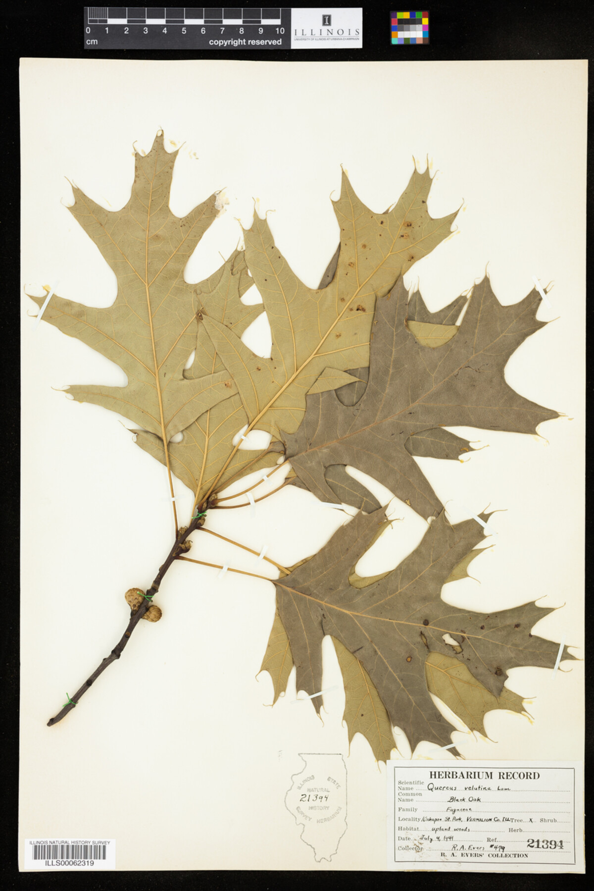 Quercus velutina image