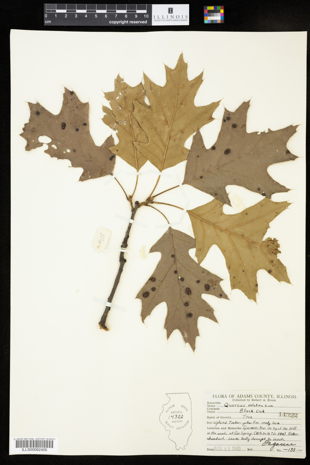 Quercus velutina image