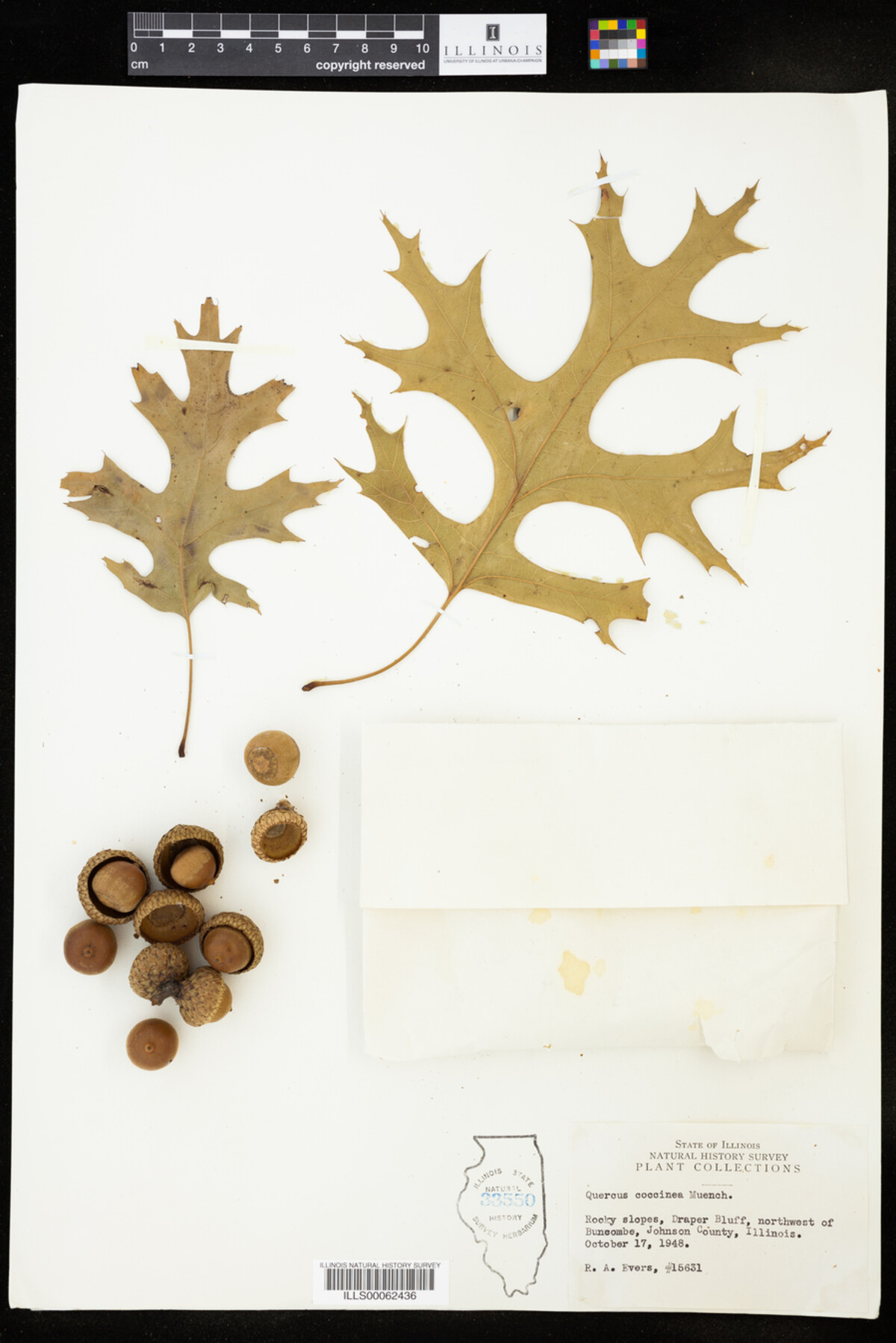 Quercus coccinea image