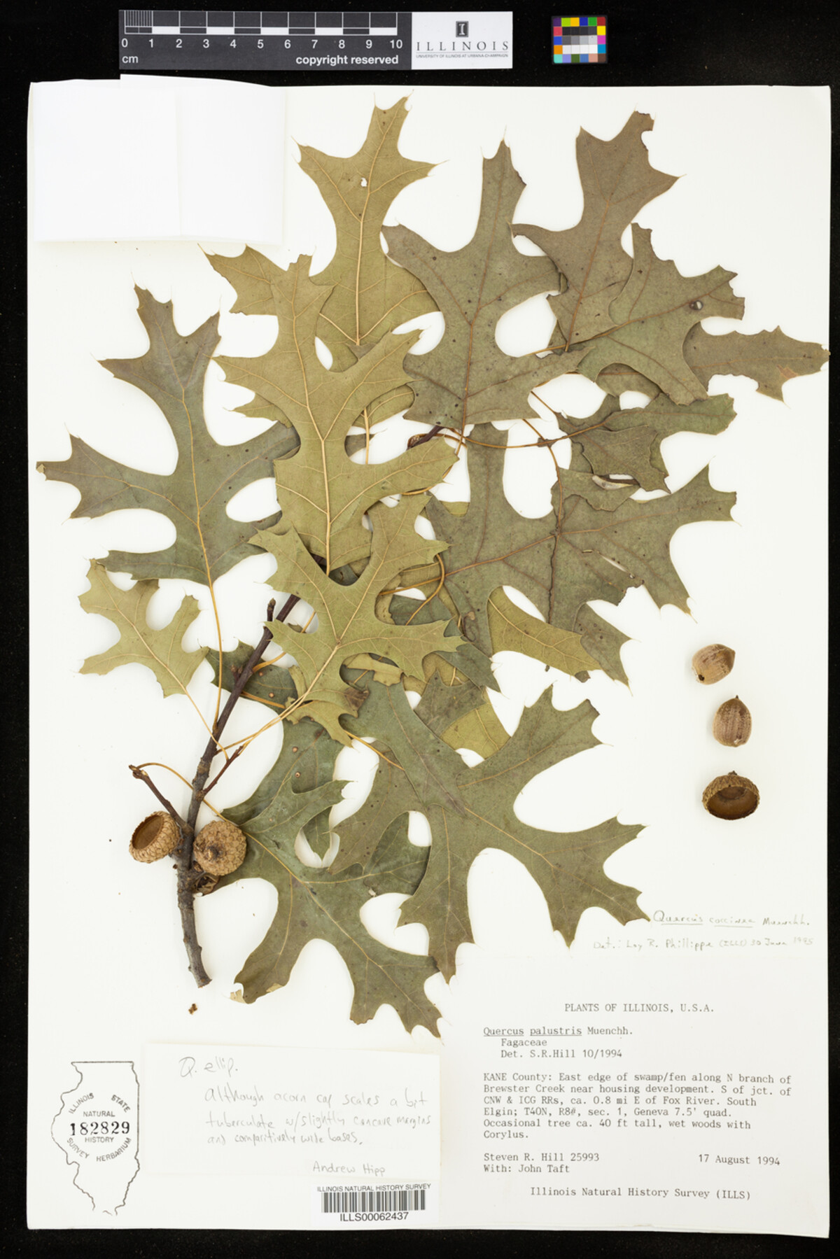 Quercus coccinea image