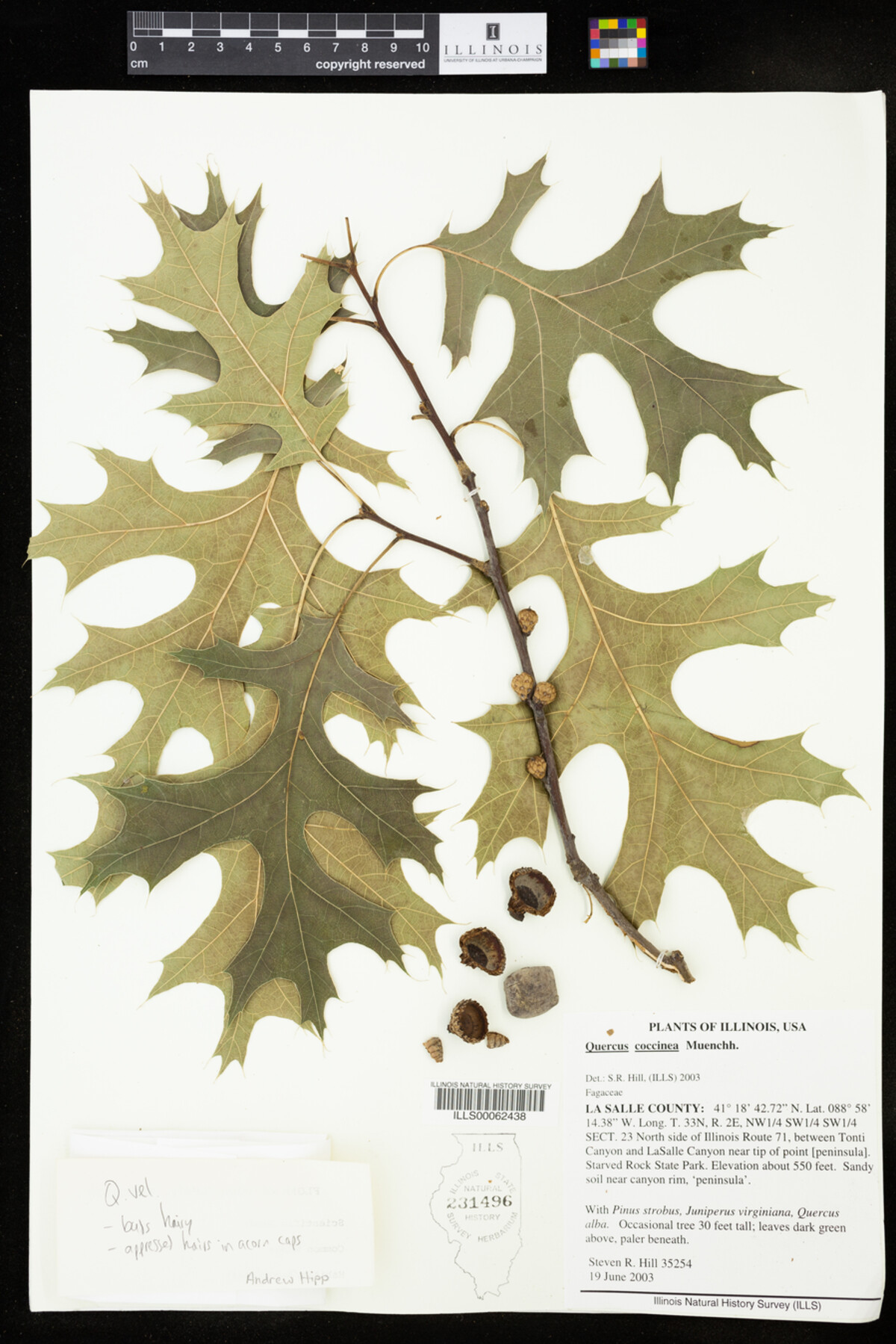 Quercus coccinea image