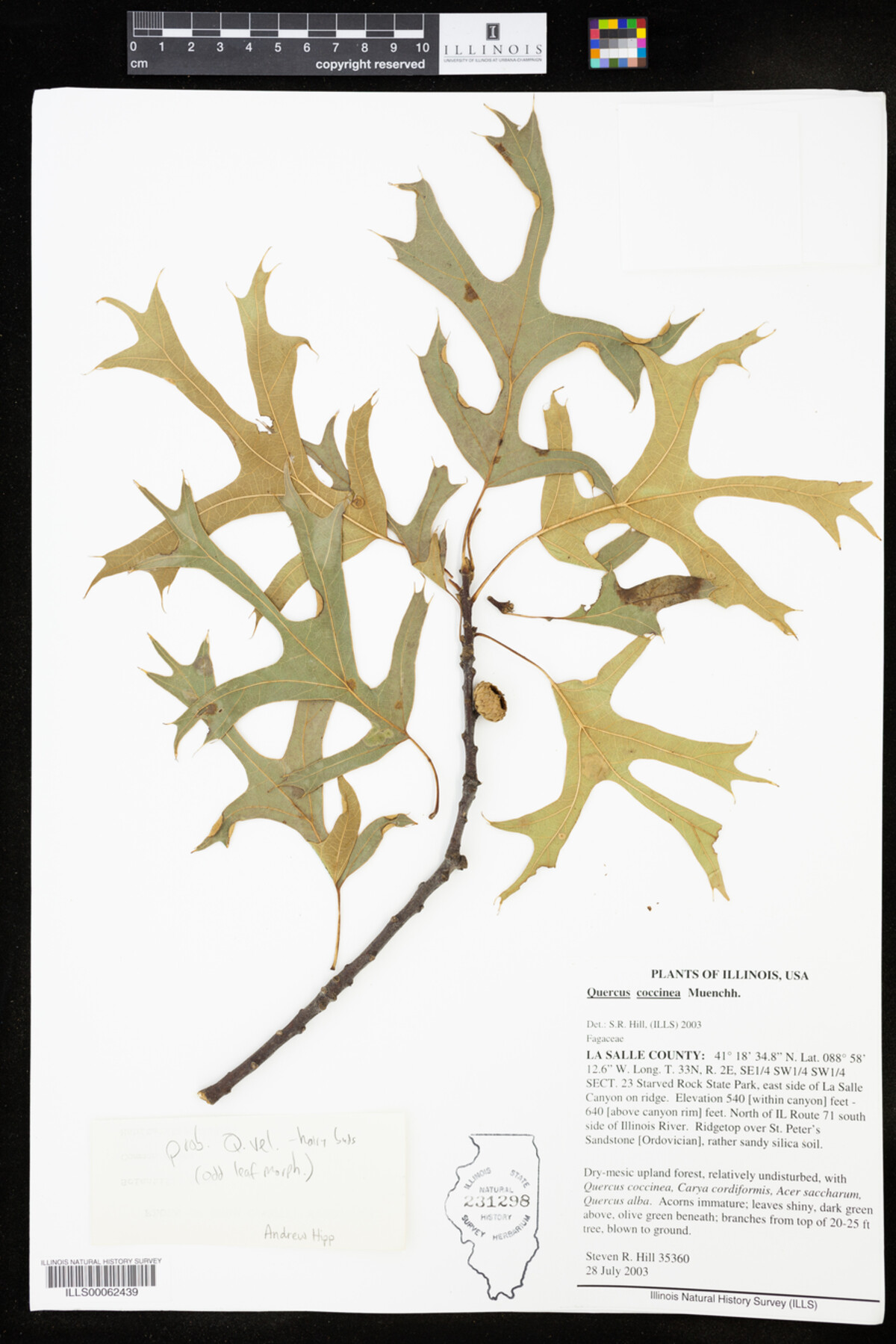 Quercus coccinea image