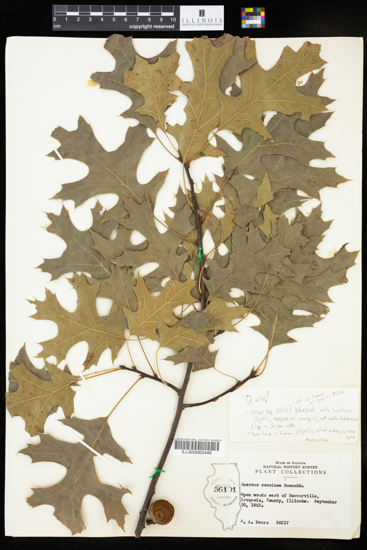 Quercus coccinea image