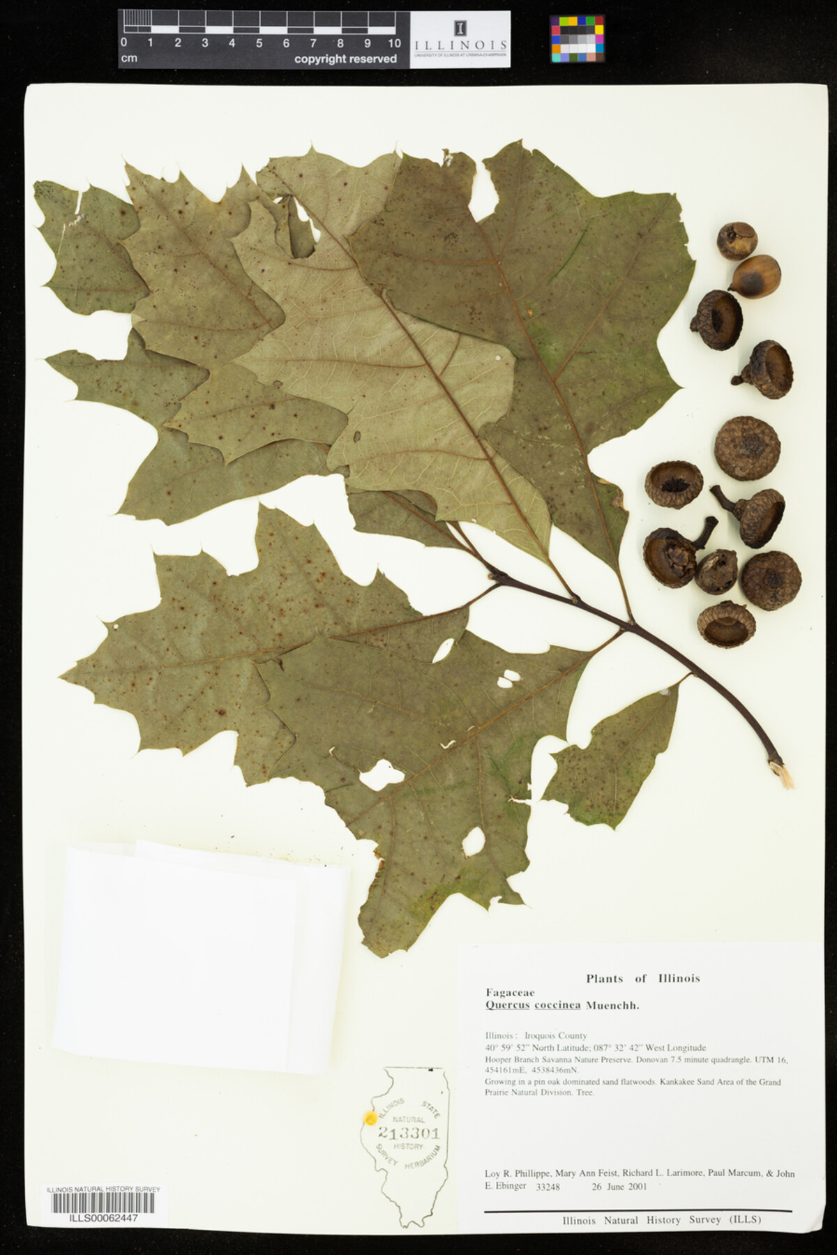 Quercus coccinea image