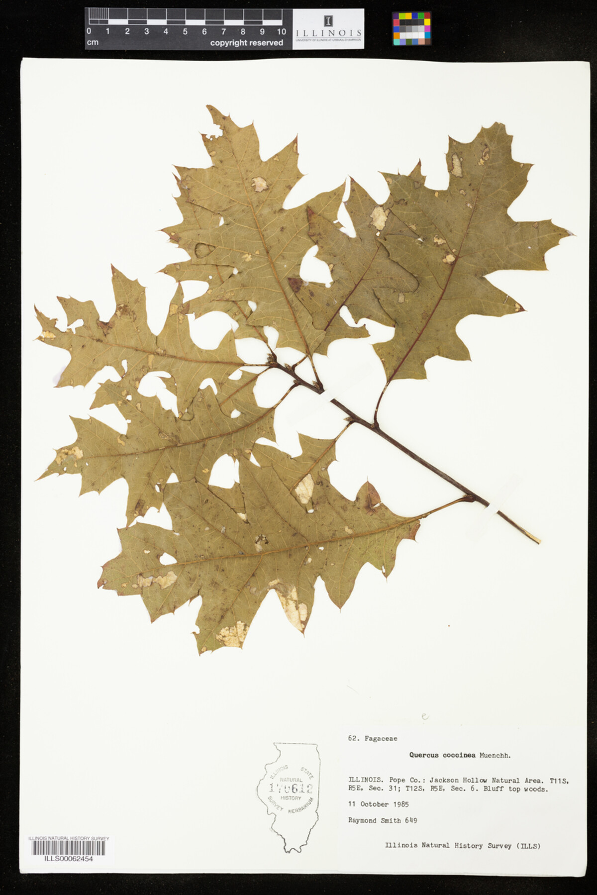 Quercus coccinea image