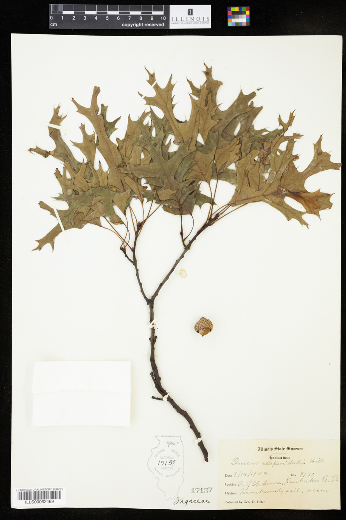 Quercus ellipsoidalis image