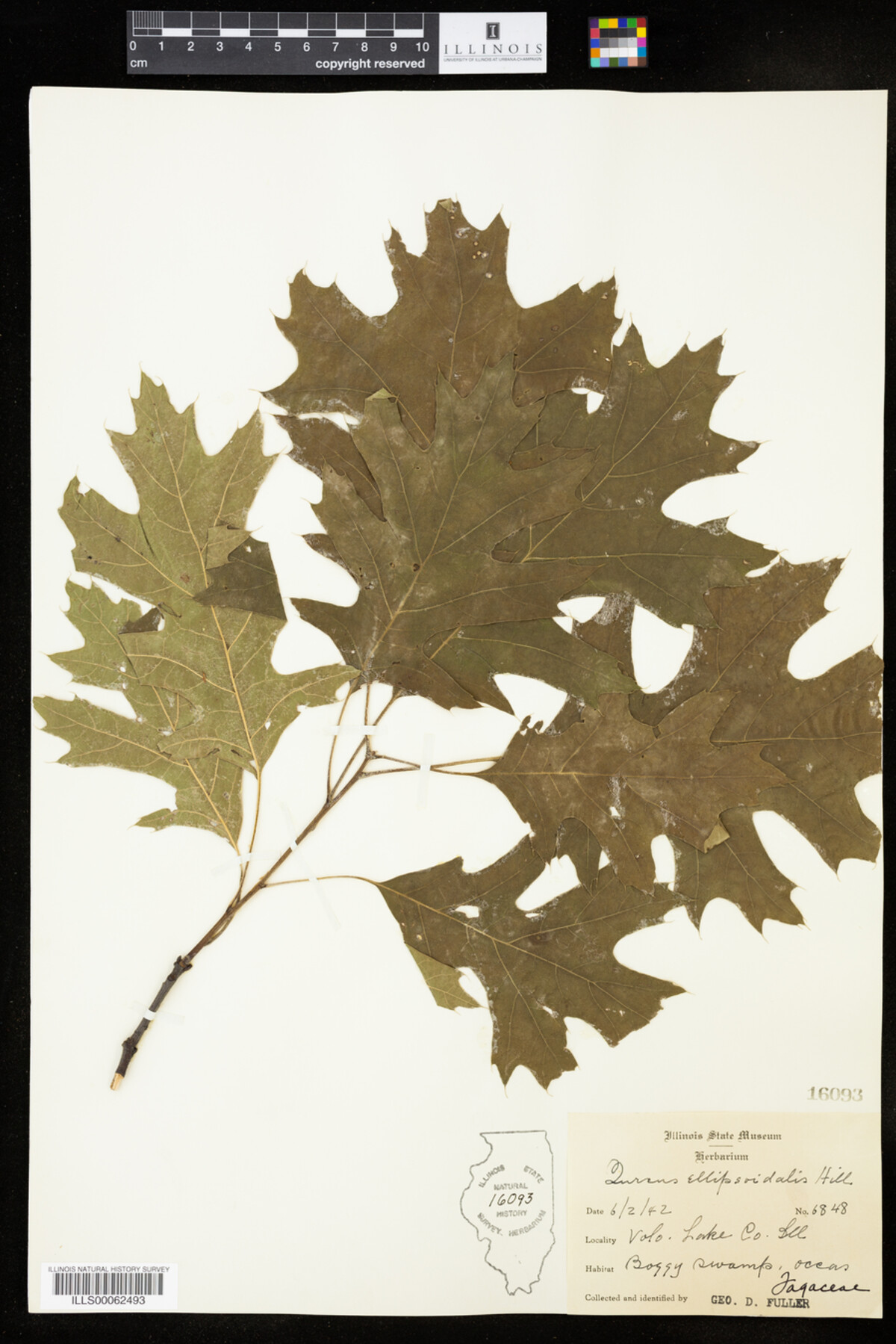 Quercus ellipsoidalis image