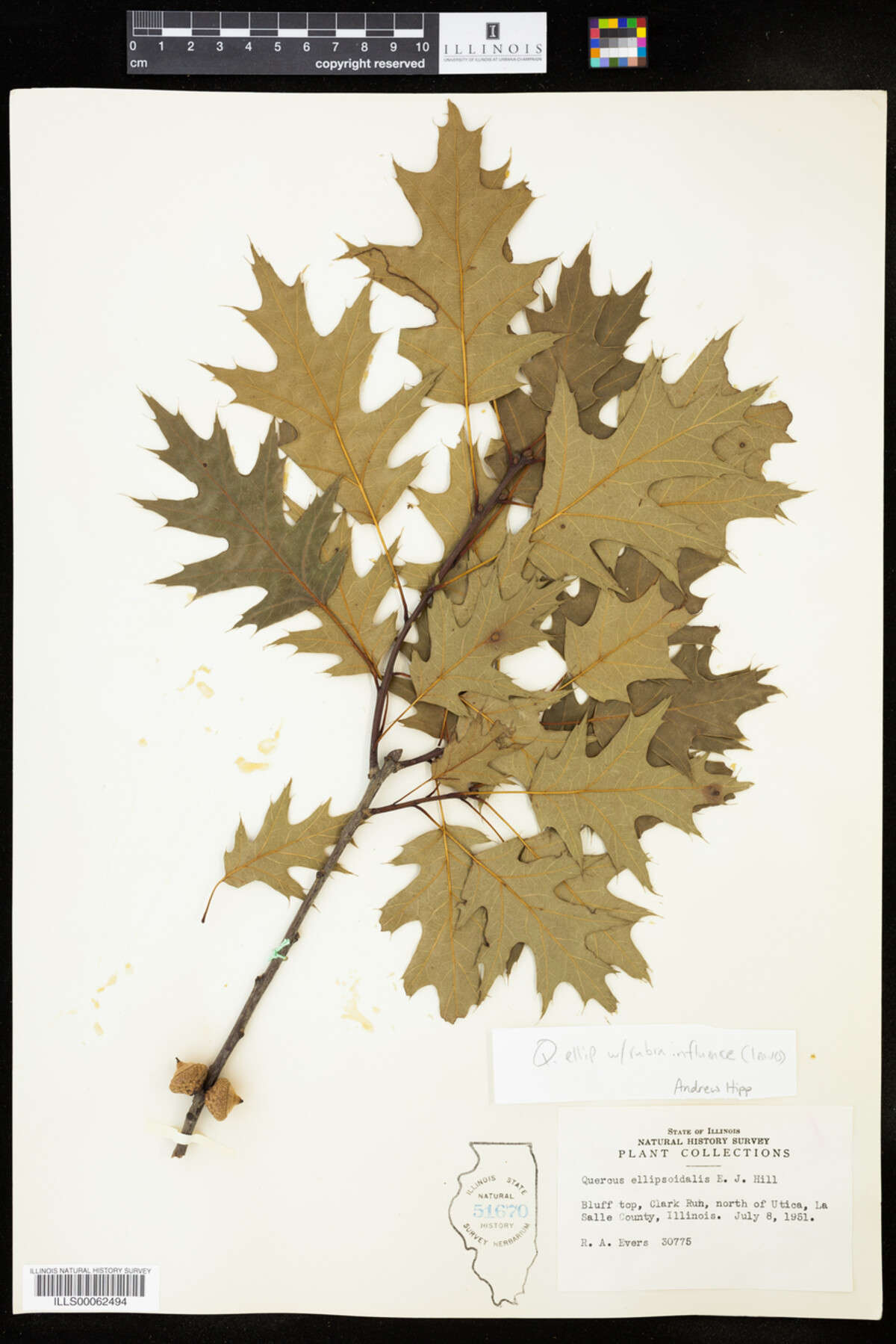 Quercus ellipsoidalis image