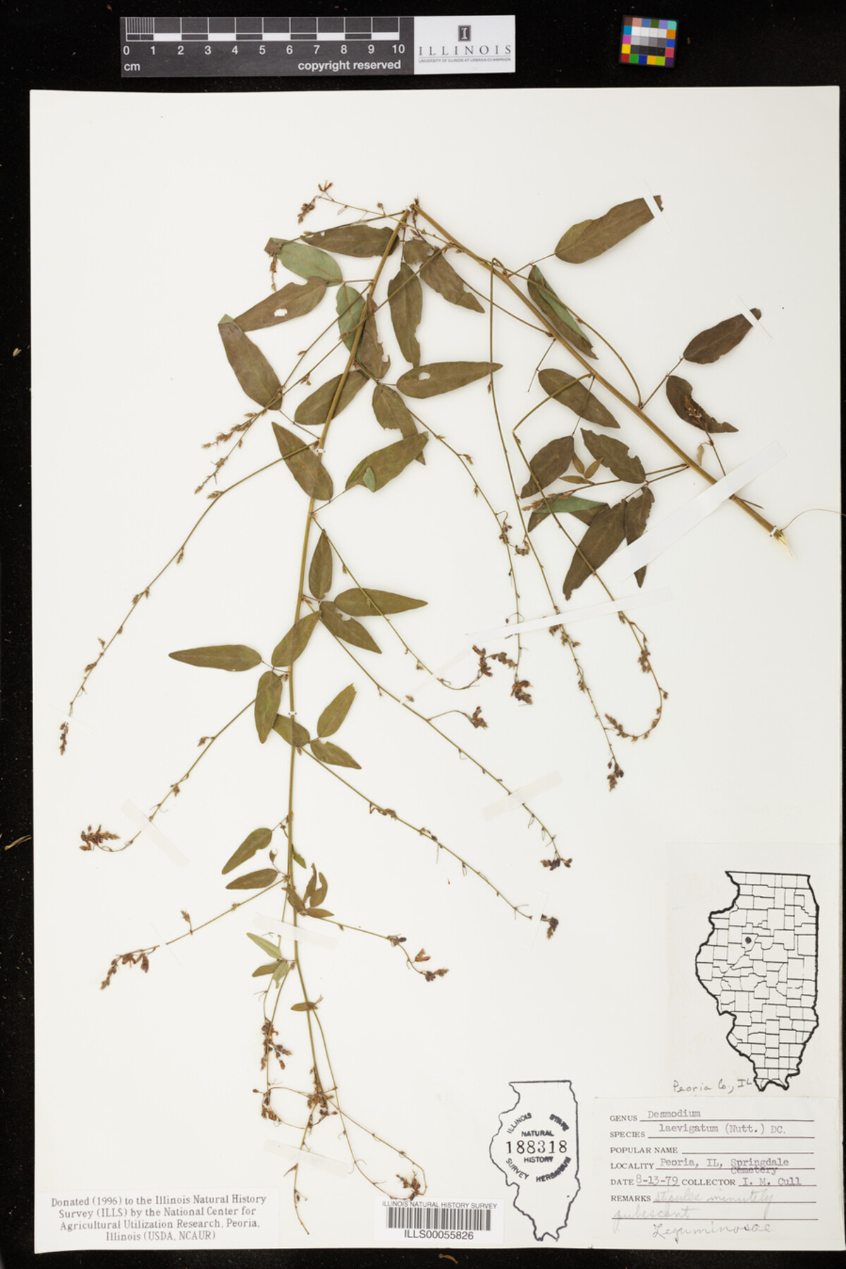 Desmodium laevigatum image